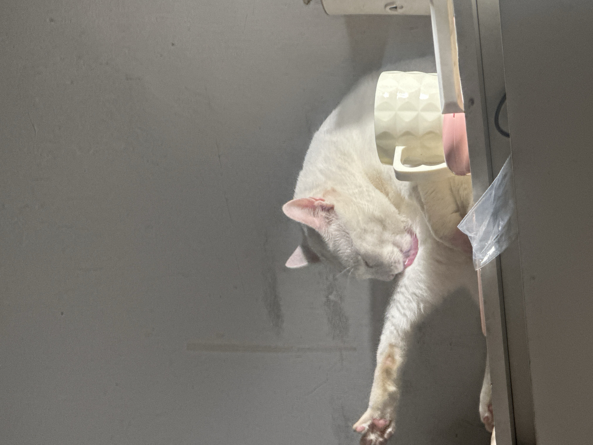 This image, taken in North Jakarta, Indonesia, captures a white cat grooming itself in an indoor setting. The cat is seen from above and to its side, seemingly positioned vertically in the frame, with its head lowered towards its body. Its pink tongue is visible as it meticulously licks its pristine white fur. The cat's left ear is a delicate pink, contrasting with its white coat. One of its hind legs is extended, revealing light pink paw pads.
In the upper right portion of the frame, a cream-colored ceramic mug with a distinctive raised diamond or faceted pattern is suspended from a white, plastic bracket. Partially hidden behind this setup is a vibrant pink object, possibly another handle or part of a small item. A light-colored, vertical panel or door, perhaps from a cabinet or appliance, defines the right edge of the composition. Near this panel, some clear plastic material, resembling a bag or protective wrapping, is visible.
The background on the left is a uniform light grey wall, showing a few subtle marks or imperfections. The scene is illuminated by a strong, directed light source, creating pronounced shadows that add depth to the image and highlight the textures of the cat's fur and the mug. The overall ambiance is that of a quiet, domestic moment. No text is visible in the image.