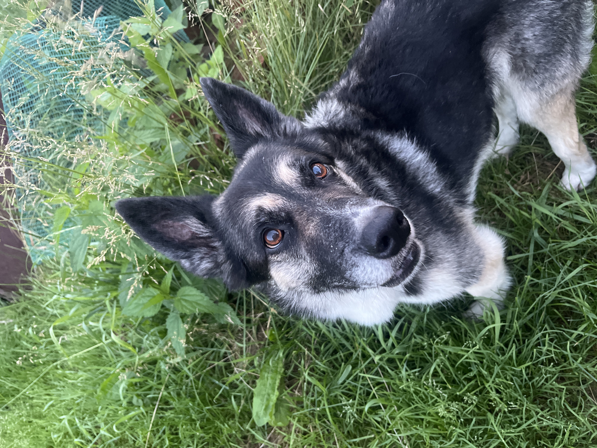 An overhead shot shows a dog lying in grass. The dog has black, white, and gray fur. Its eyes are brown, and its ears are perked up. The dog is looking up at the camera. The grass is green and lush. In the background, a green net is visible, along with some brown structures. The image does not contain any recognizable landmarks or features specific to Nizhny Tagil, Russia, or any other location.