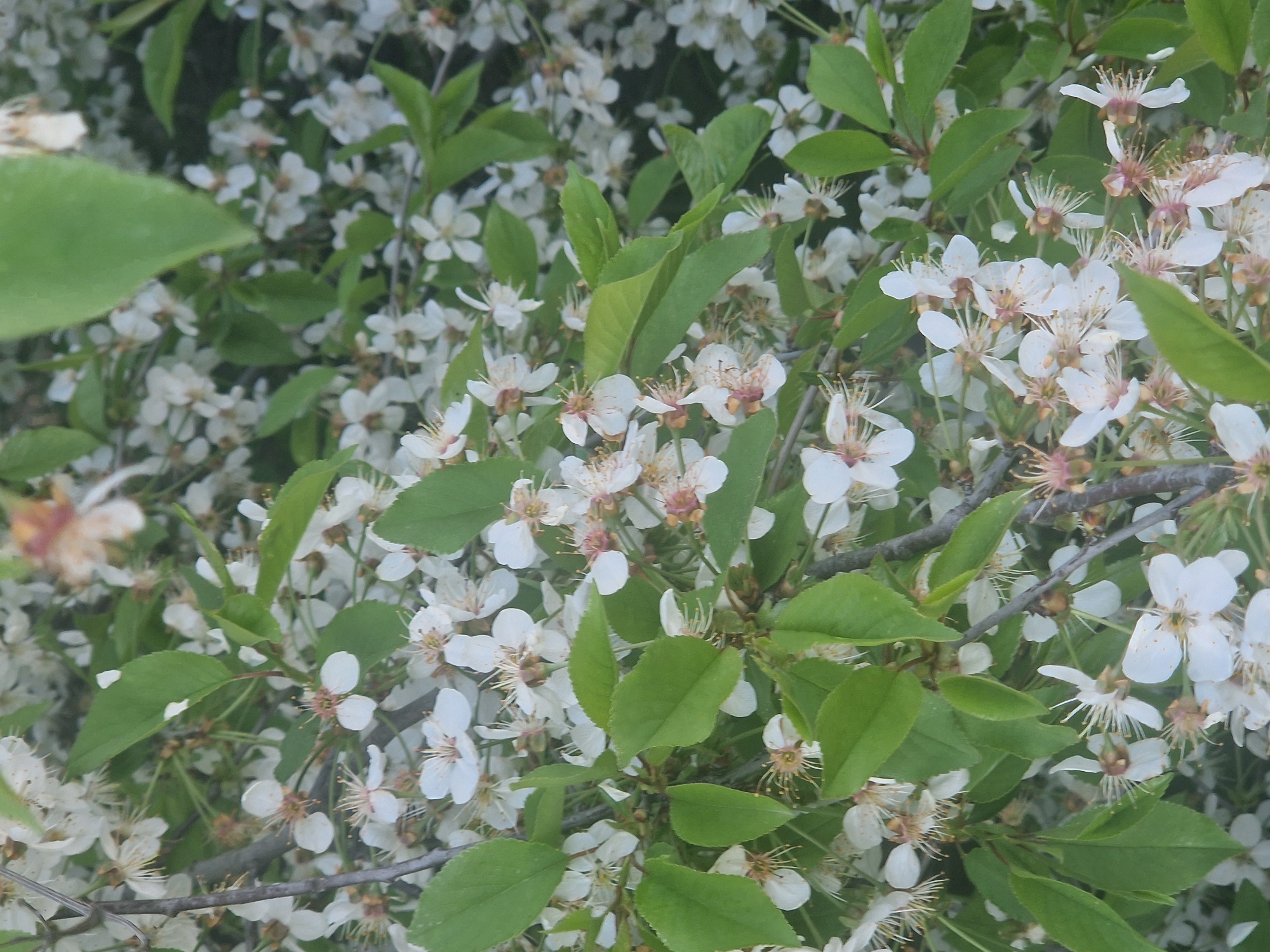 A close-up shot shows a lush cluster of white flowers with delicate petals and prominent stamens, interspersed with vibrant green leaves. The flowers are densely packed, creating a sense of fullness and abundance. The setting appears to be a natural environment, possibly a garden or park, within the city of Unknown, Unknown. No people or specific actions are discernible in the frame.