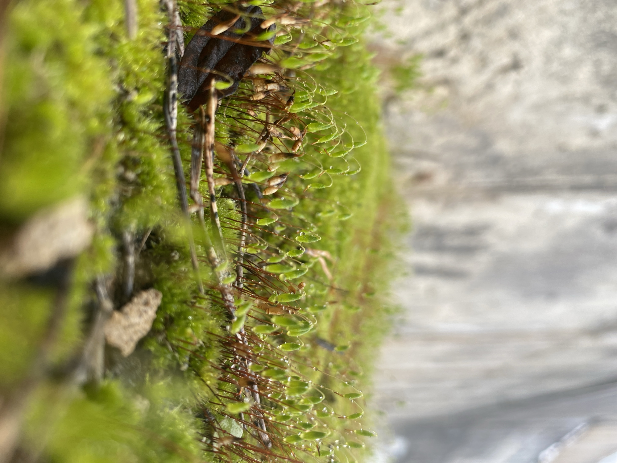 This close-up, macro photograph showcases a vibrant green moss colony, likely growing on a vertical or steeply angled surface. The primary subjects are numerous upright moss sporophytes, which feature slender, reddish-brown stalks (setae) topped with small, elongated, light green capsules (sporangia). Many of these capsules are adorned with tiny, reflective water droplets, indicating recent moisture from rain or dew. The main body of the moss forms a dense, lush green carpet. Interspersed within the moss, particularly on the left, are darker, undefined organic fragments. The background, especially towards the right, is a heavily blurred, light gray and white texture, suggesting a wall or rock surface out of focus. The shallow depth of field emphasizes the intricate details of the moss's reproductive structures. No human activity or visible text is present. The soft, natural lighting suggests either an overcast day or early morning/late afternoon conditions. The location context for this flora is Прикамский, Russia.