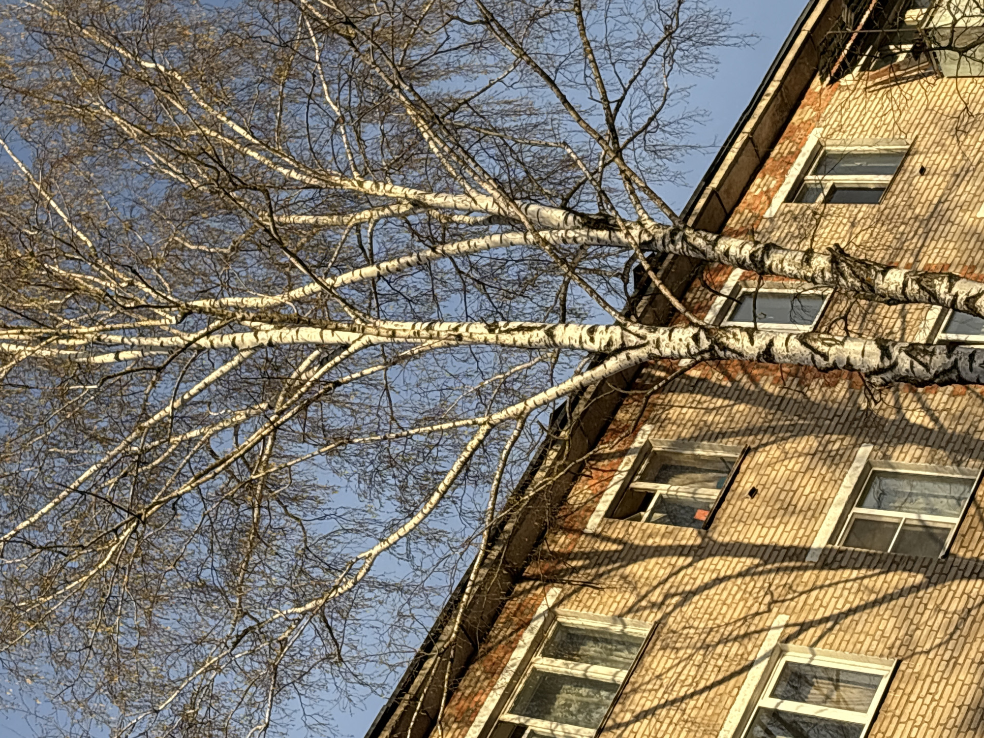 A low-angle shot focuses on a multi-story brick building in Klin, Russia, partially obscured by a birch tree. The building features a row of rectangular windows. The birch tree's white bark is distinctly marked with black striations. The branches, bare of leaves, extend in various directions, partly casting shadows on the brick facade. The sky is visible through the bare branches. The sunlight illuminates the brick building. The scene seems to be captured in the late fall or winter.