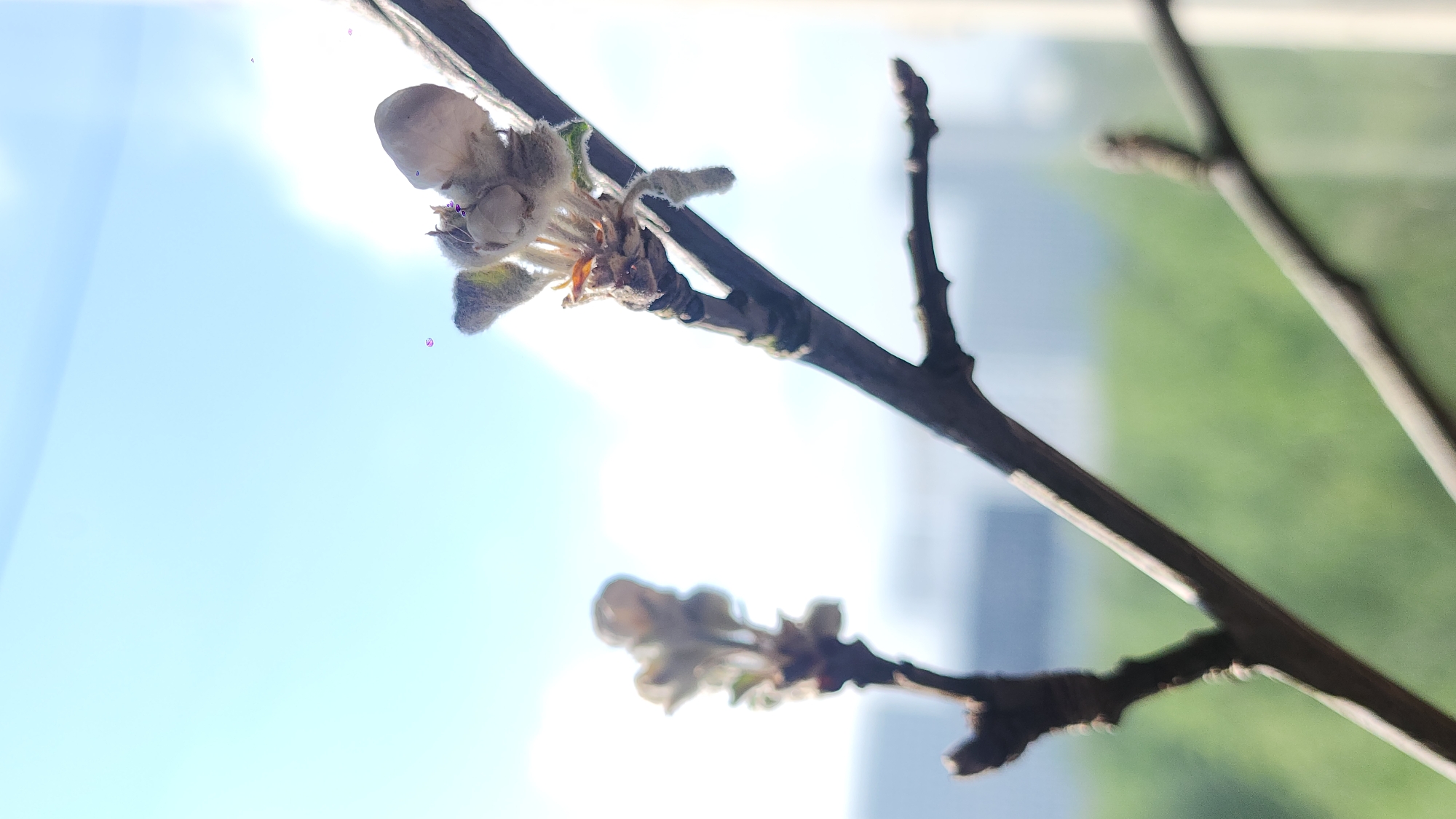 The image shows a close-up of a tree branch with budding blossoms against a bright sky. There's another branch visible as well. The location and city are not discernible from the given image.