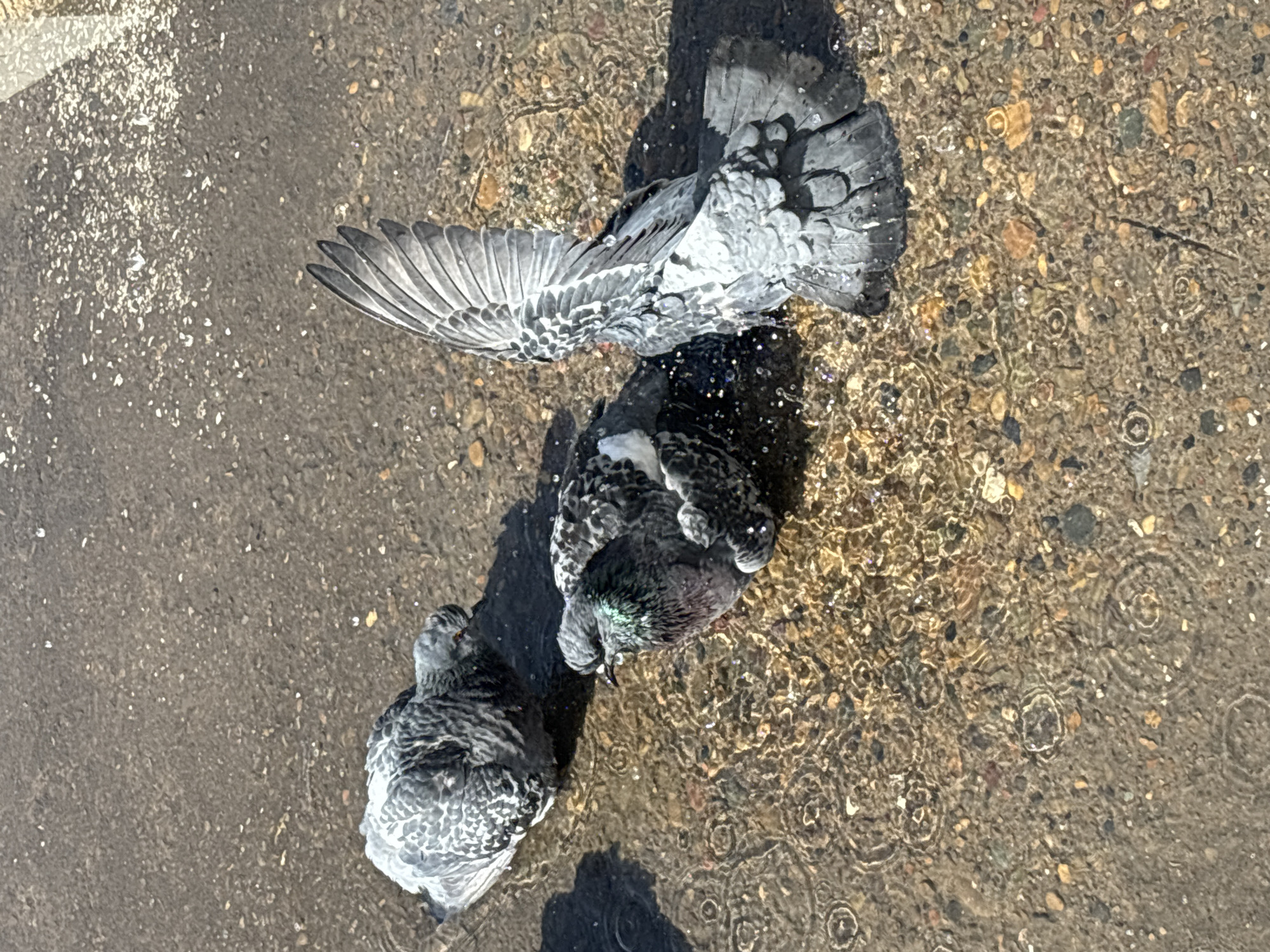 The image shows two pigeons bathing in a puddle on a paved surface. One pigeon has its wing extended. The puddle is causing ripples in the water. The background pavement is mottled. Location: Unknown, potentially Chaikovsky, Russia.