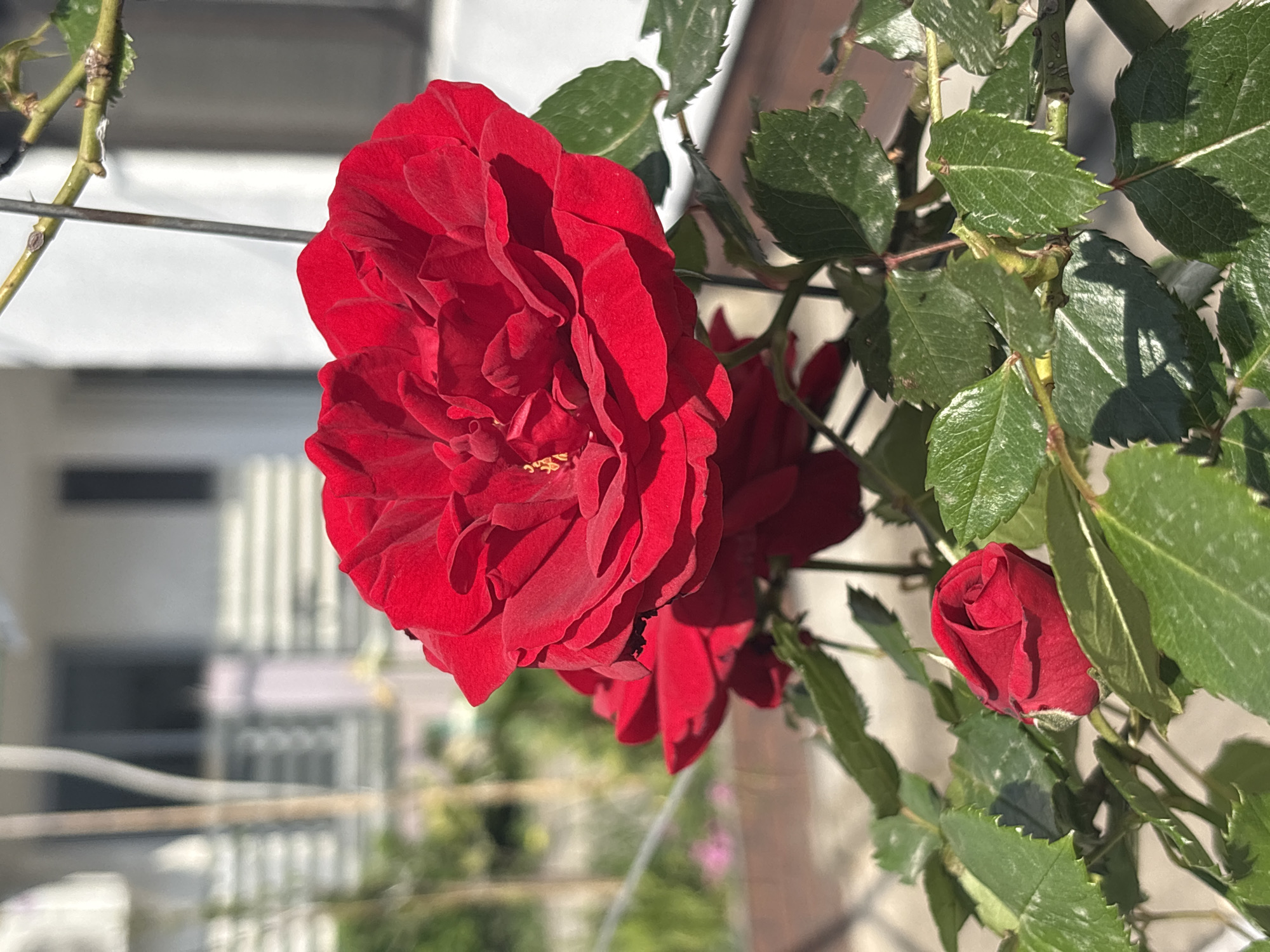 This close-up, vertically oriented image showcases a vibrant red rose bush in an outdoor setting in Bar, Montenegro. The primary subject is a large, fully bloomed, deep red rose, positioned prominently in the upper left of the frame. Its numerous petals are richly hued, with strong sunlight creating pronounced shadows that emphasize its intricate form and velvety texture.
To the right and lower sections of the image, additional red roses are visible; one is partially open, while another appears as a tightly closed, bright red bud nestled among the foliage. The rose leaves are dark green, glossy, and display characteristic serrated edges, with some exhibiting faint white speckles. Sturdy green stems with small thorns are also apparent, supporting the blossoms and leaves.
The background is intentionally blurred, featuring indistinct light-colored structures, possibly railings or parts of buildings, which provide a soft contrast to the vivid roses. A thin, horizontal metal wire is visible in the background, suggesting that the roses might be growing on a trellis or support system. The clear, bright natural light, casting distinct shadows, indicates that the photograph was taken during a sunny daytime, likely morning or afternoon. No visible text is present in the image. The scene captures the beauty of nature within what appears to be an urban or semi-urban environment.