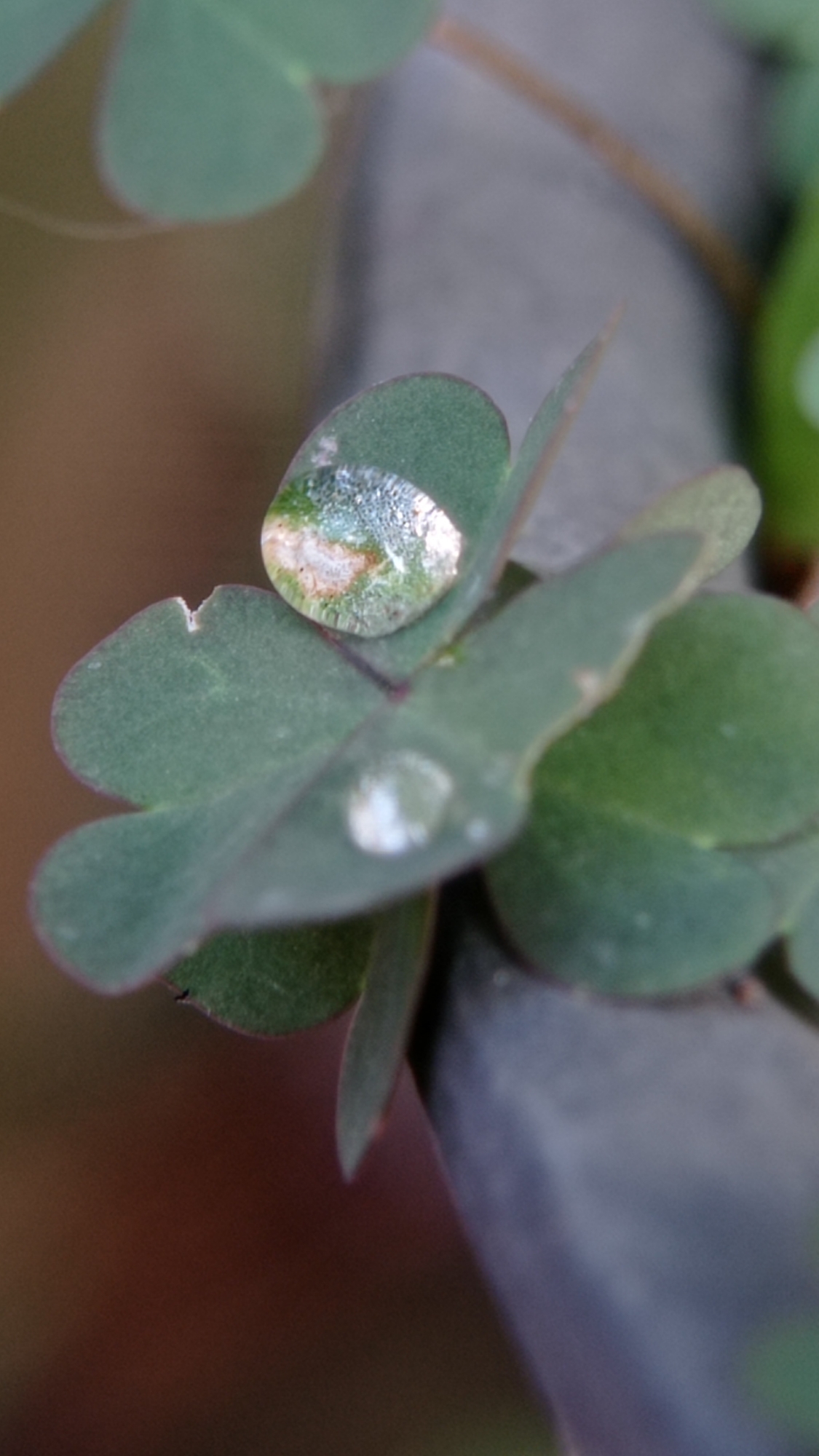 The image displays a close-up, macro view of green clover leaves with water droplets. The clover is arranged in a cluster, with one droplet prominently featured on the upper leaf, reflecting the surroundings. Another droplet is visible on a lower leaf. The background is blurred, showing a muted palette of browns and grays, suggesting an outdoor environment. There are no people or discernible urban elements present in the frame.