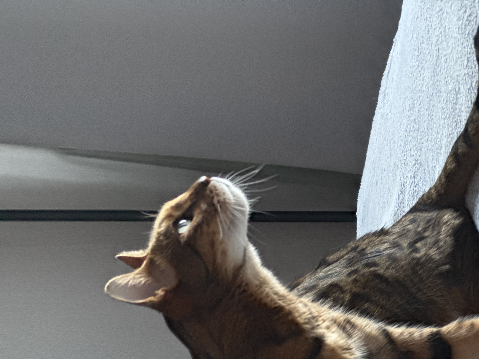 The image shows a close-up, angled shot of a Bengal cat looking upwards and to the left. The cat has distinctive spotted fur, with shades of brown and black. Its eyes are open and appear light green or blue. The cat's ears are pointed and its whiskers are clearly visible. The cat is positioned in front of a textured white surface, possibly a towel or blanket, and a plain grey wall or surface is in the background. A dark horizontal line is visible in the mid-ground. The lighting suggests it might be daytime, with sunlight casting shadows and highlighting the cat's fur. The overall impression is of a curious or alert cat in an indoor setting. There is no visible text.