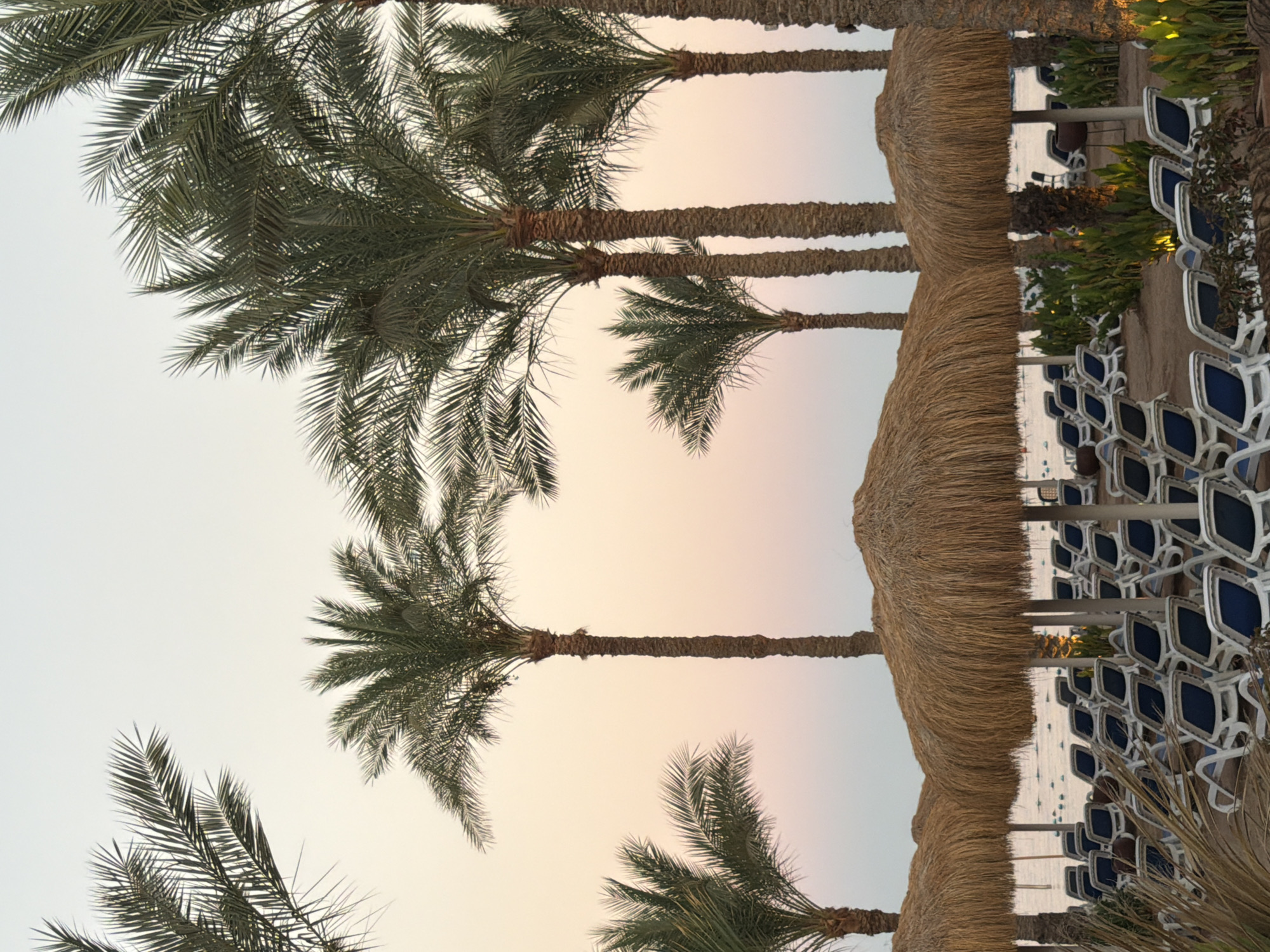 The image depicts a tranquil beach scene at what appears to be a resort in Sharm El Sheikh, Egypt, likely during sunset or dawn due to the soft, pastel hues in the sky. Numerous palm trees dominate the upper portion of the frame, their fronds creating a lush canopy. In the foreground, rows of empty lounge chairs are neatly arranged on the sandy beach, covered by thatched umbrellas. The chairs are mostly white with blue cushions. Beyond the chairs and umbrellas, the calm waters of the Red Sea are visible, with faint details of what might be buoys or markers on the surface. The overall atmosphere is peaceful and serene, suggesting a quiet moment before or after a day at the beach.