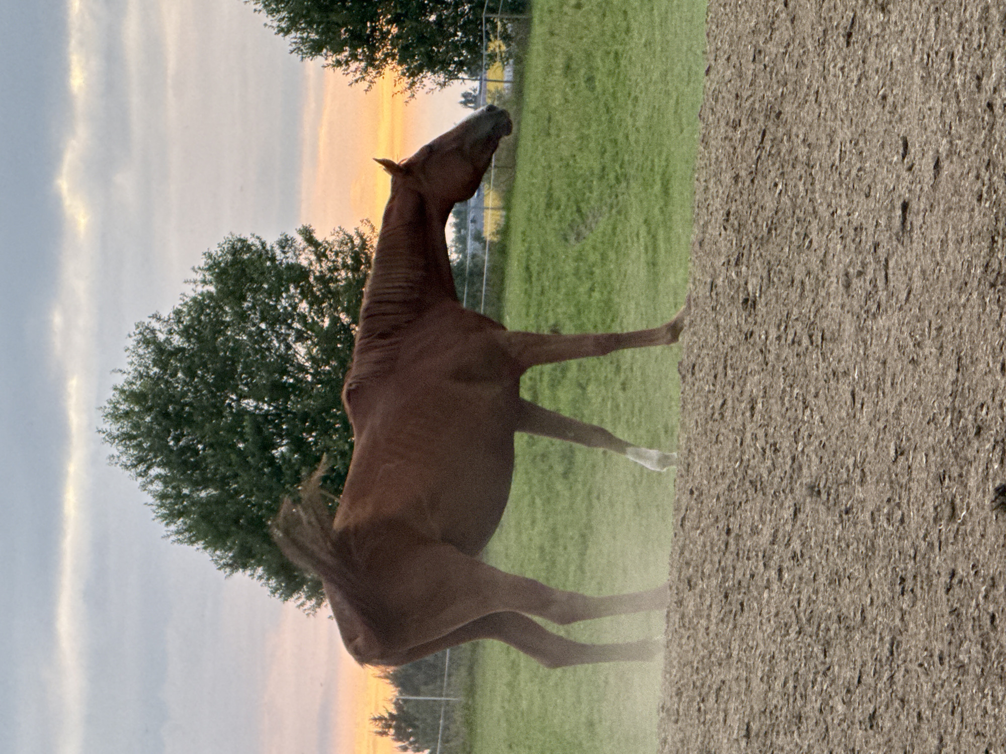 A medium shot of a brown horse stands on a dirt mound with a green grassy field behind it. The horse is facing to the right of the frame. The horse's tail is raised and appears to be flicking. The horse's mane is long and dark. The horse has a white marking on its right hind leg. The background features trees and a fence line. The sky is overcast with streaks of orange and yellow, suggesting a sunset. The scene is set in Galinė, Lithuania.