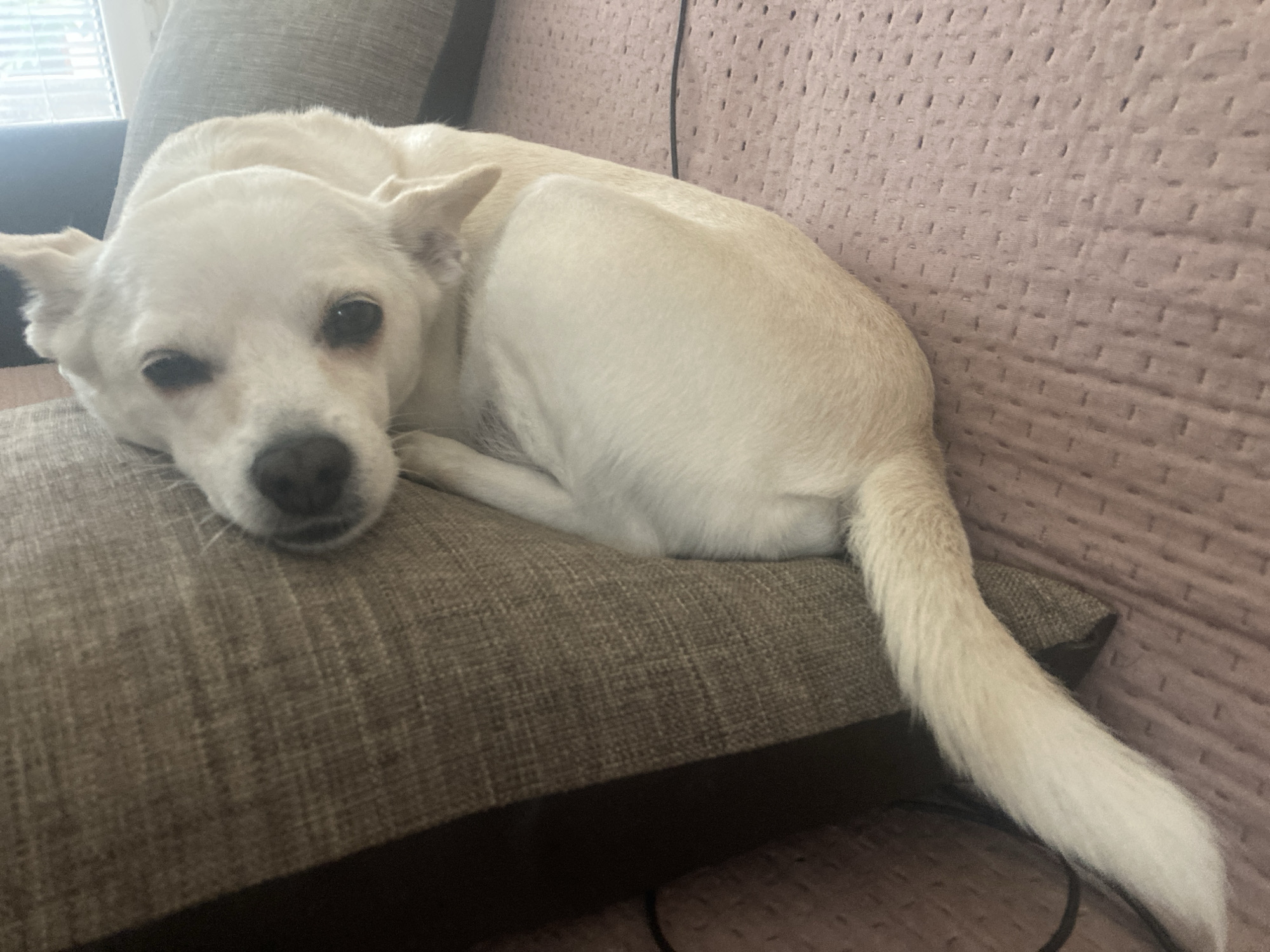 A light-colored dog with white fur and dark eyes is lying on a sofa. The dog is positioned on a dark brown pillow, with its head resting on it. The sofa itself appears to be upholstered in a textured pink fabric. The background shows a portion of a window with vertical blinds, suggesting an indoor setting. The image does not provide any information or context that would allow for its location to be determined, including in the city of Burgas, Bulgaria.