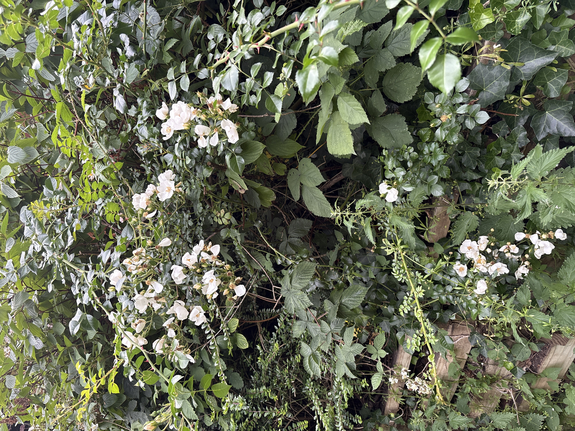 This is a full-frame, eye-level, vertical shot of a dense, overgrown bush with white roses blooming. The bush is composed of a variety of plants including rose bushes, brambles, and ivy, creating a layered and textured appearance. The roses are small, delicate, and have multiple petals. Many of the roses are in various stages of bloom, with some fully open and others still as buds or starting to wilt. The leaves of the bush are predominantly a deep green, with some lighter green accents from new growth. Thorny stems are visible, particularly on the rose branches, some of which are reddish-brown. In the lower left and center of the image, portions of a wooden retaining wall or garden structure are visible, made of rough-hewn, weathered planks. The overall impression is one of wild, untamed growth, with the white roses providing a touch of delicate beauty amidst the lush greenery.