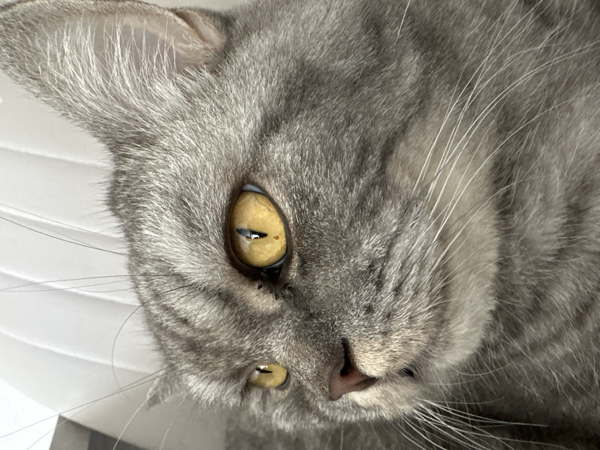 This is a close-up, vertical shot of a grey tabby cat's face. The cat has striking yellow eyes with black pupils. Its fur is a mix of grey and darker grey stripes. The cat's whiskers are long and white, and some are visible against the textured background of its fur. Part of the cat's nose, which is pink, is also visible. The cat's left ear is also visible in the top left of the frame. The background is out of focus and appears to be a white, textured surface, possibly blinds or a patterned wall. The lighting suggests it is daytime. The cat's expression is neutral, and it appears to be relaxed. There is no visible text in the image. The location context is Chaikovsky, Russia.