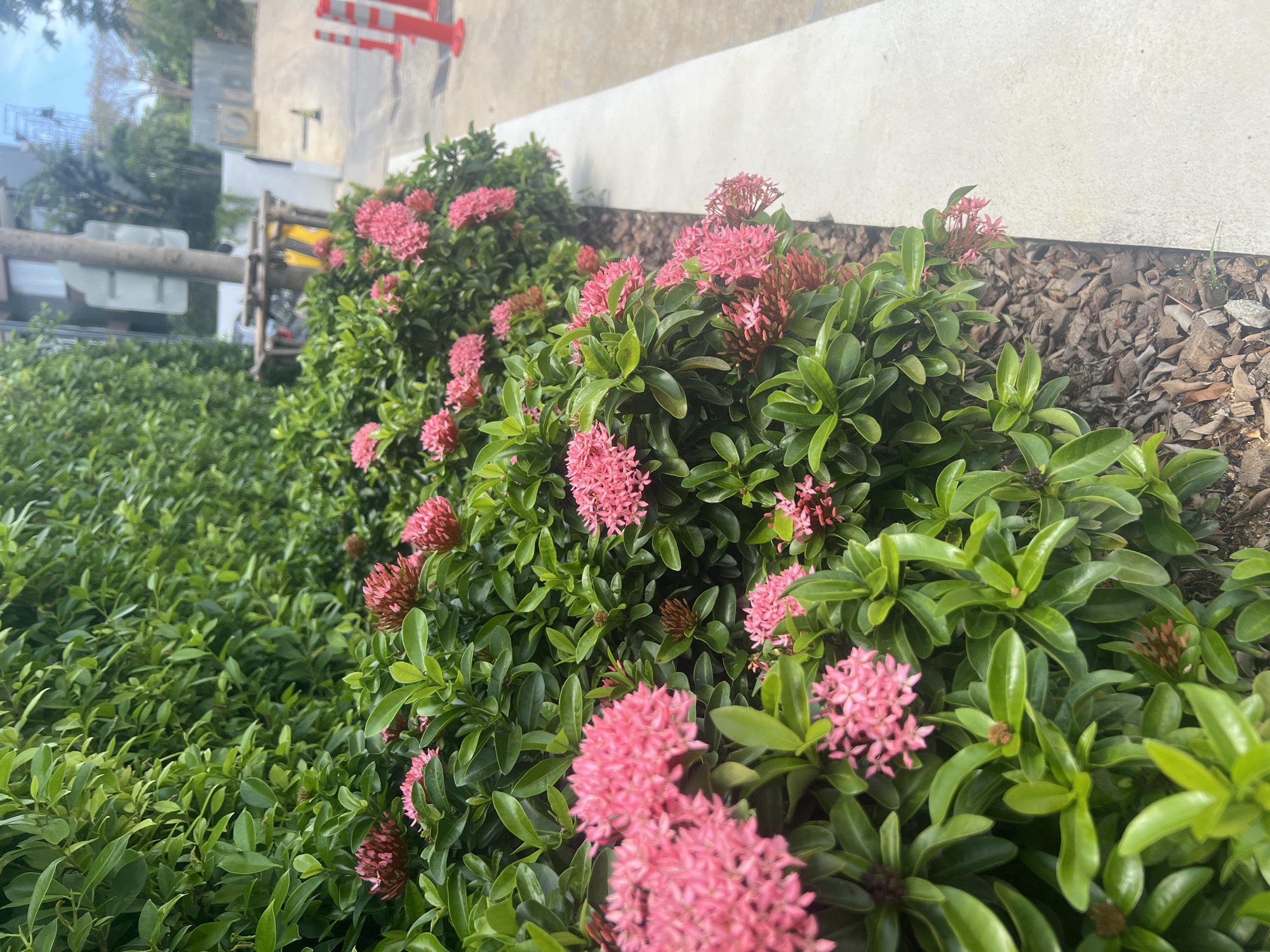 The image captures a verdant border of pink ixora flowers and lush green foliage, likely a landscaping feature in a commercial or residential area of Ko Samui District, Thailand. The flowers are clustered in dense heads of small, star-shaped blooms. To the right of the foliage, a light-colored concrete border separates the plants from a paved walkway or road. Beyond this, a utility pole with signs is visible, along with construction barriers and a portion of a building under construction. The scene suggests an outdoor environment in a tropical climate, with the building work indicating ongoing development in the area. No people are visible in the frame.