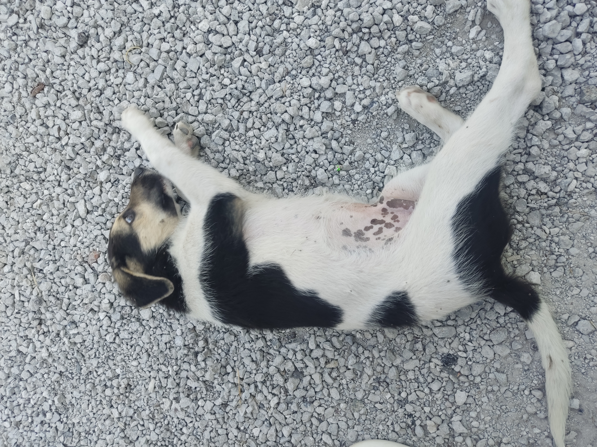 In the city of Radisne, Ukraine, a black and white puppy is lying on its back on a surface of light gray gravel. The puppy's body is predominantly white with large black patches on its back and legs, and some brown markings on its head and ears. Its belly is visible and shows pink skin with darker spots. One of its front paws is extended upwards. The gravel surface covers the entire frame of the image.