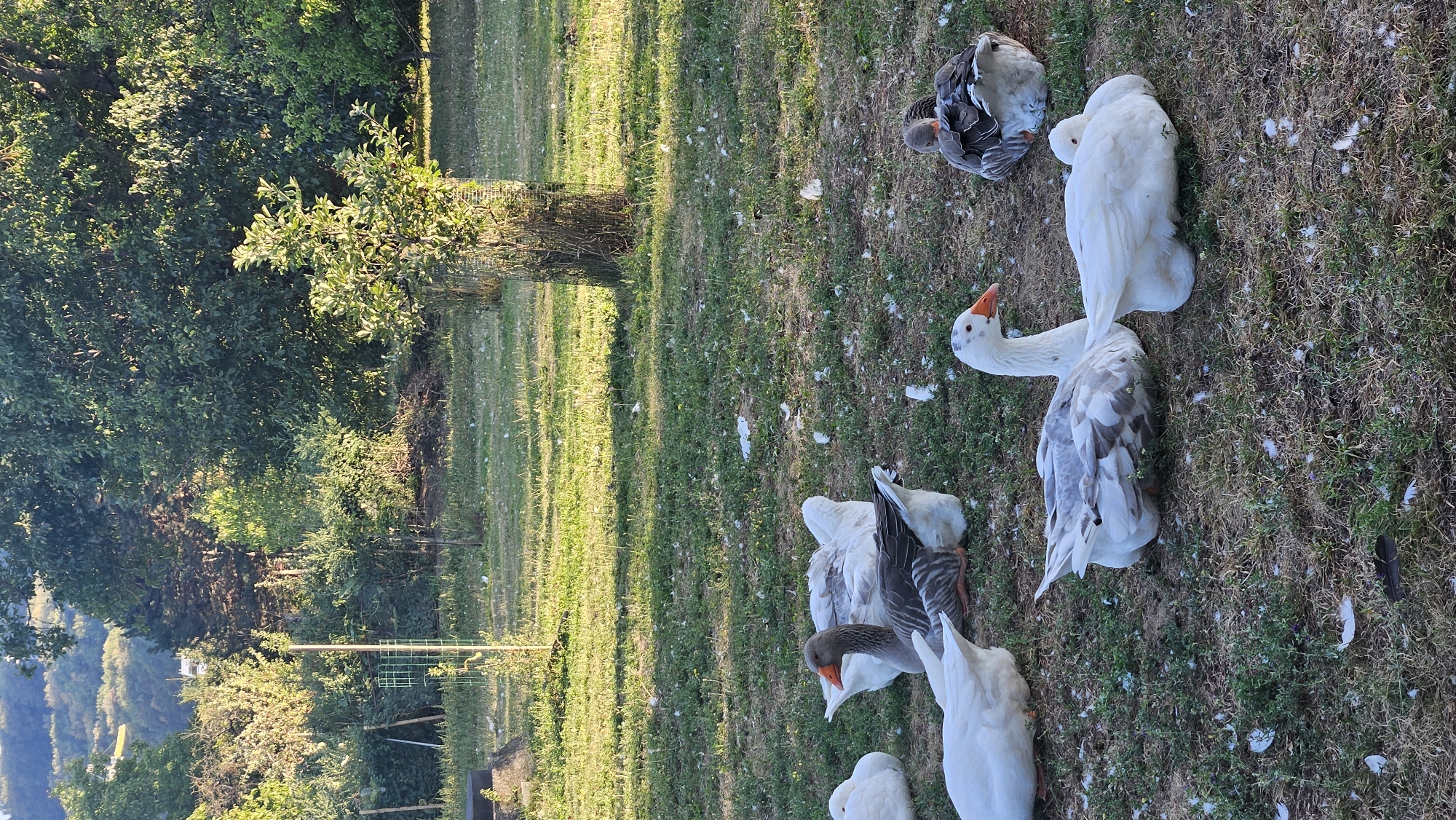 This is a photograph of a flock of geese resting on a grassy area, likely a farm or park, with a wooded background and a distant hillside. The geese are of various colors, including white and grey, and some are lying down while others are alert. The ground is covered in grass and scattered feathers. The image appears to be taken in Prešov, Slovakia, based on the context provided, but the specific location within the city cannot be determined from the image alone. The lighting suggests it is either early morning or late afternoon, with the sun casting long shadows. There are no people or other animals visible in the image.