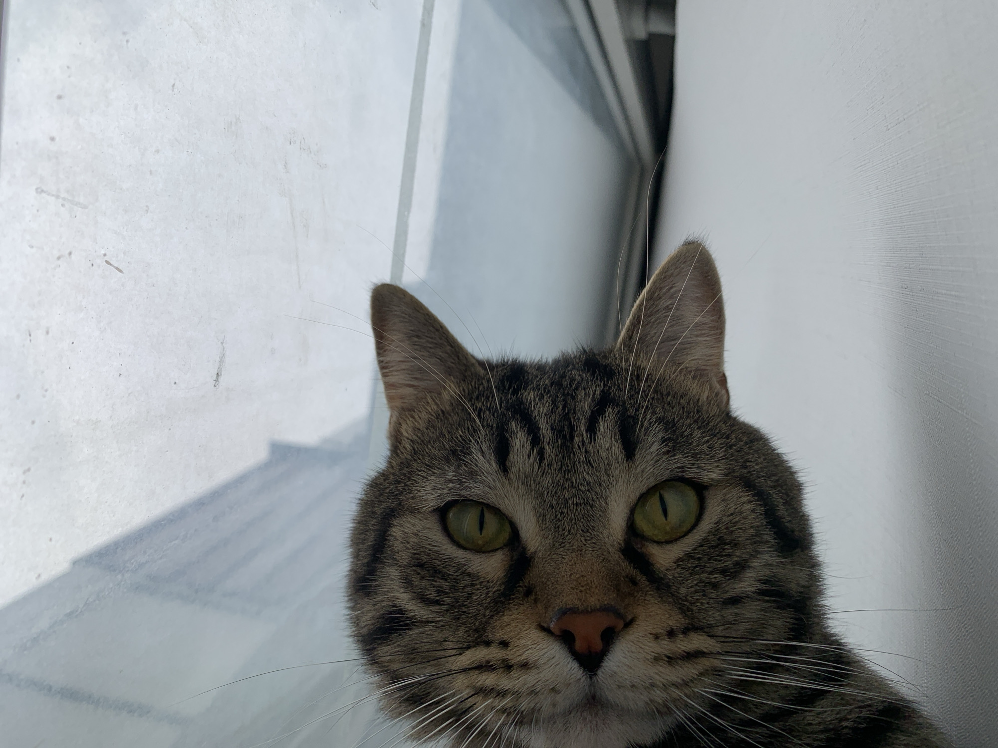A close-up, eye-level shot features a tabby cat looking directly at the camera. The cat's face, mostly filling the frame, shows prominent green eyes, a pink nose, and striped fur in shades of brown and grey. Long white whiskers extend from its muzzle. The cat is positioned in front of a background that appears to be a window with a slightly frosted or dirty pane on the left, reflecting light and showing faint horizontal lines. To the right of the cat, a textured white wall is visible, with a vertical seam or edge suggesting a corner. The lighting is bright, casting soft shadows. The location is Unknown, Unknown.
