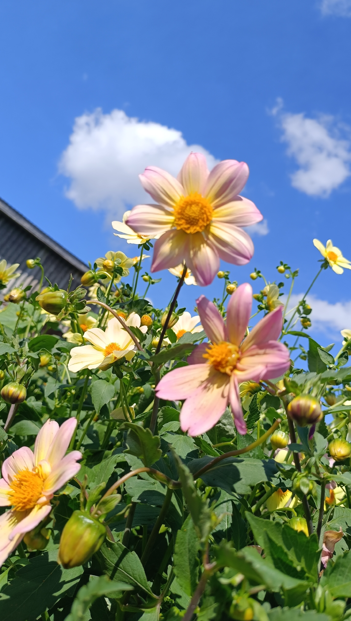 A low-angle, close-up shot captures a cluster of dahlia flowers in full bloom against a bright blue sky dotted with fluffy white clouds. The flowers, predominantly in shades of pale pink and yellow with vibrant orange centers, are the main subjects. Some are in sharp focus, showcasing their delicate, layered petals and detailed centers, while others are blurred in the foreground and background, creating a sense of depth. Dark green leaves and buds are interspersed among the blossoms, adding texture and contrast. In the upper left corner, a portion of a dark, sloped roofline is visible, suggesting the flowers are located outdoors, possibly in a garden or courtyard. There are no people or animals present in the image. The overall atmosphere is one of natural beauty and serene outdoor scenery.
