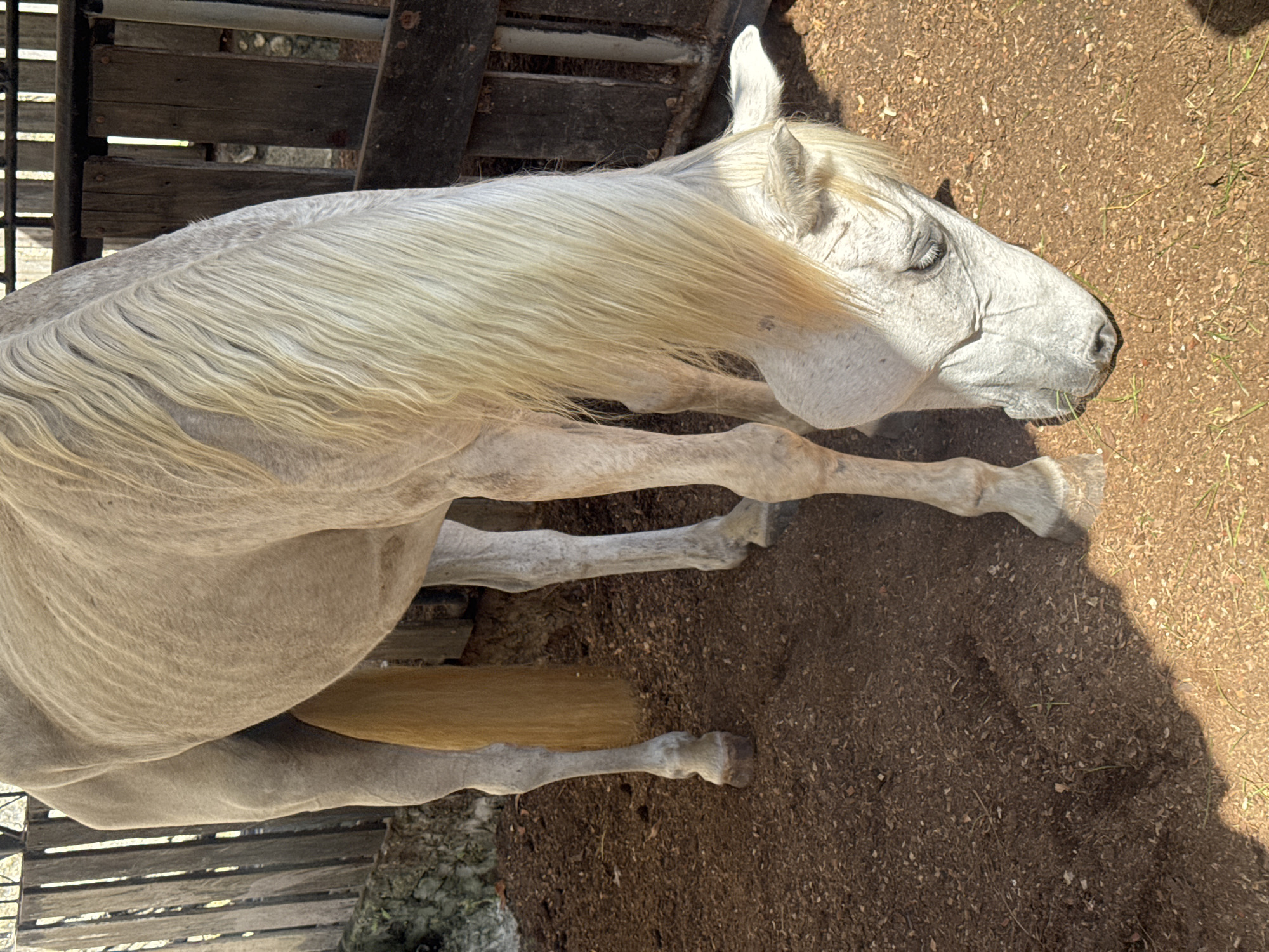 The image shows a light-colored horse with a blonde mane and tail grazing on the ground. The horse is standing in an enclosure with a wooden fence in the background. The ground is covered with wood chips and some dry grass. The lighting suggests it is daytime and the sun is casting shadows. The location is described as Kuta Selatan, Indonesia, which suggests an outdoor, possibly rural or stable environment. There are no people visible in the image. The horse appears healthy, with its head lowered to the ground as it eats. The fence is made of vertical wooden slats and horizontal wooden beams, appearing weathered.