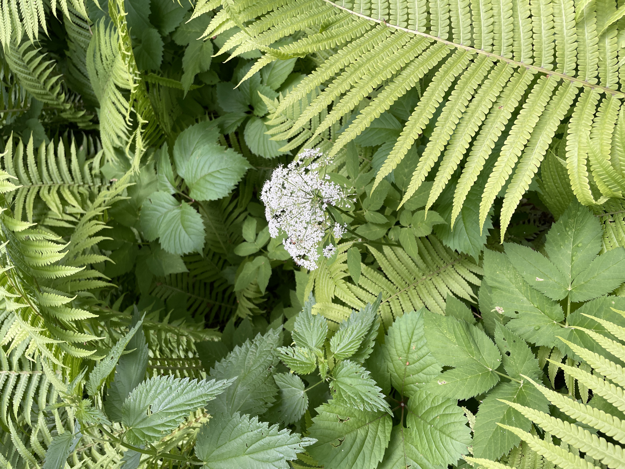 A cluster of small white flowers with a delicate, airy bloom is centered in a densely vegetated outdoor environment. The flowers are surrounded by a variety of green foliage, primarily consisting of ferns and broad-leafed plants. Some of the fern fronds are a vibrant, light green and are positioned prominently in the foreground and along the right side of the image. Other fern fronds, appearing darker green, form a background layer. Interspersed with the ferns are leaves from other plants, some of which are serrated along the edges and have a slightly rough texture. The overall scene suggests a natural, possibly wild, setting, with a focus on the textures and shades of green provided by the plant life and the stark contrast of the small white flowers. The lighting indicates it is daytime, with dappled light filtering through the dense canopy. There are no visible people or animals.