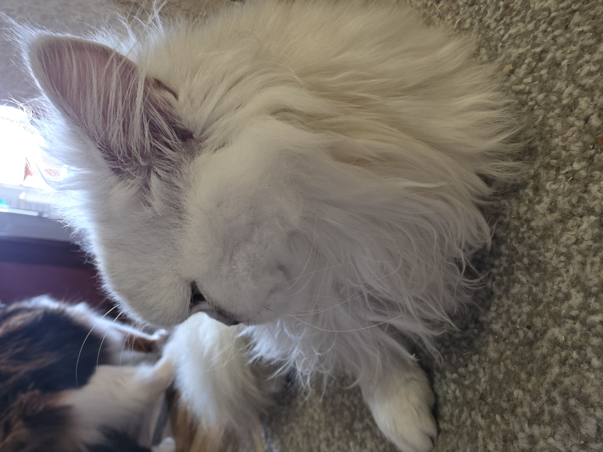 A close-up, top-down shot focuses on the head and upper body of a fluffy white cat lying on a gray carpet. The cat's fur is long and appears soft, with some strands catching the light. Its left ear is prominent in the frame, with visible pink inner tissue and fine hairs. The cat's head is tilted downwards, and its eyes are not fully visible, giving it a relaxed or sleepy appearance. To the left of the white cat, another cat, or part of the same cat, with brown and white fur is partially visible. This second animal is blurred, suggesting it is either behind or interacting with the white cat. The background is a textured gray carpet, which takes up the right side of the image. On the far left, a sliver of a window with bright light coming through is visible, with a dark red surface below it, possibly a piece of furniture or a wall. The lighting suggests it is daytime. No text is visible in the image.