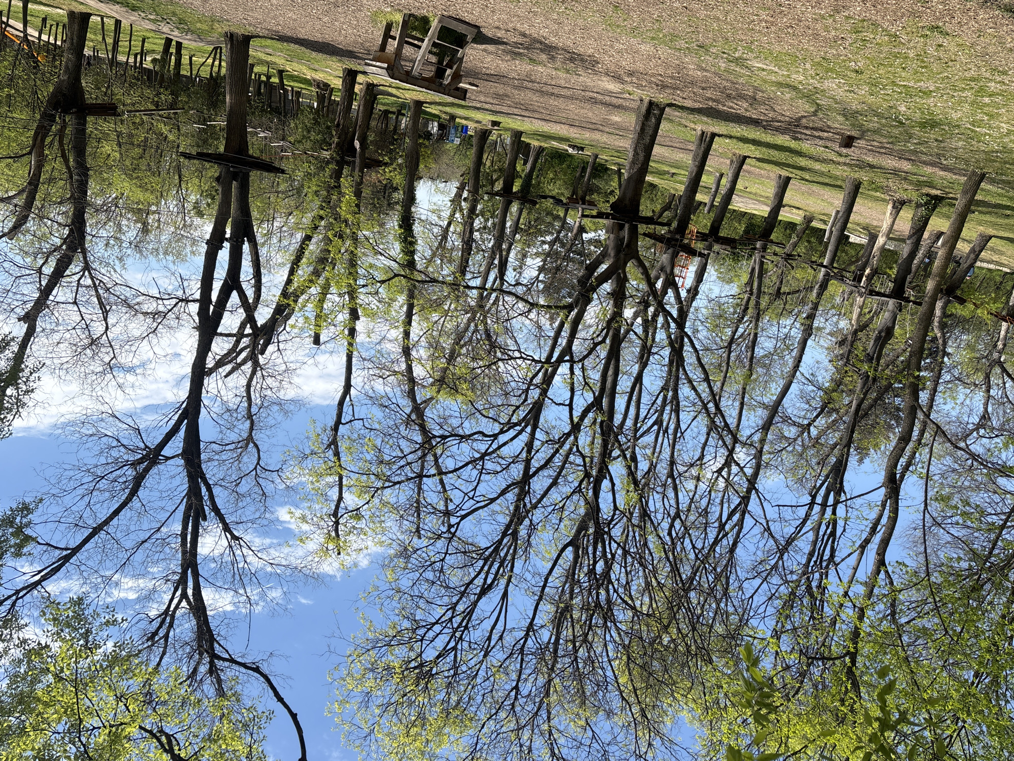 The image shows a park scene, likely in Plovdiv, Bulgaria, flipped upside down. The ground appears to be covered in grass and dirt, with scattered trees and what seems to be park furniture in the background. The flipped perspective emphasizes the bare branches of the trees against the blue sky with scattered clouds. The lower part of the image, what would be the sky in a regular orientation, displays the greening foliage of the trees. Some of the trees are trimmed into bare trunks, indicating landscaping or construction. Overall, the scene depicts a park in transition from winter to spring. There are no people visible in the frame.