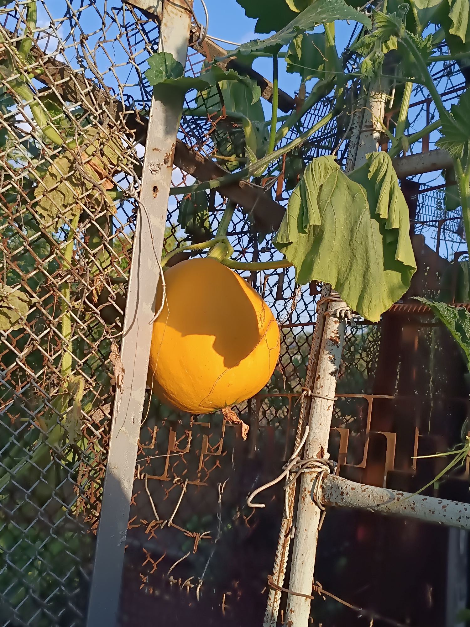 A bright yellow pumpkin is hanging from a vine, supported by a rustic metal fence. The fence is made of chain-link material and is attached to a weathered metal post. Green leaves and tendrils of the pumpkin plant are intertwined with the fence. The background is a blur of green foliage and a clear blue sky. The scene appears to be an outdoor garden setting.