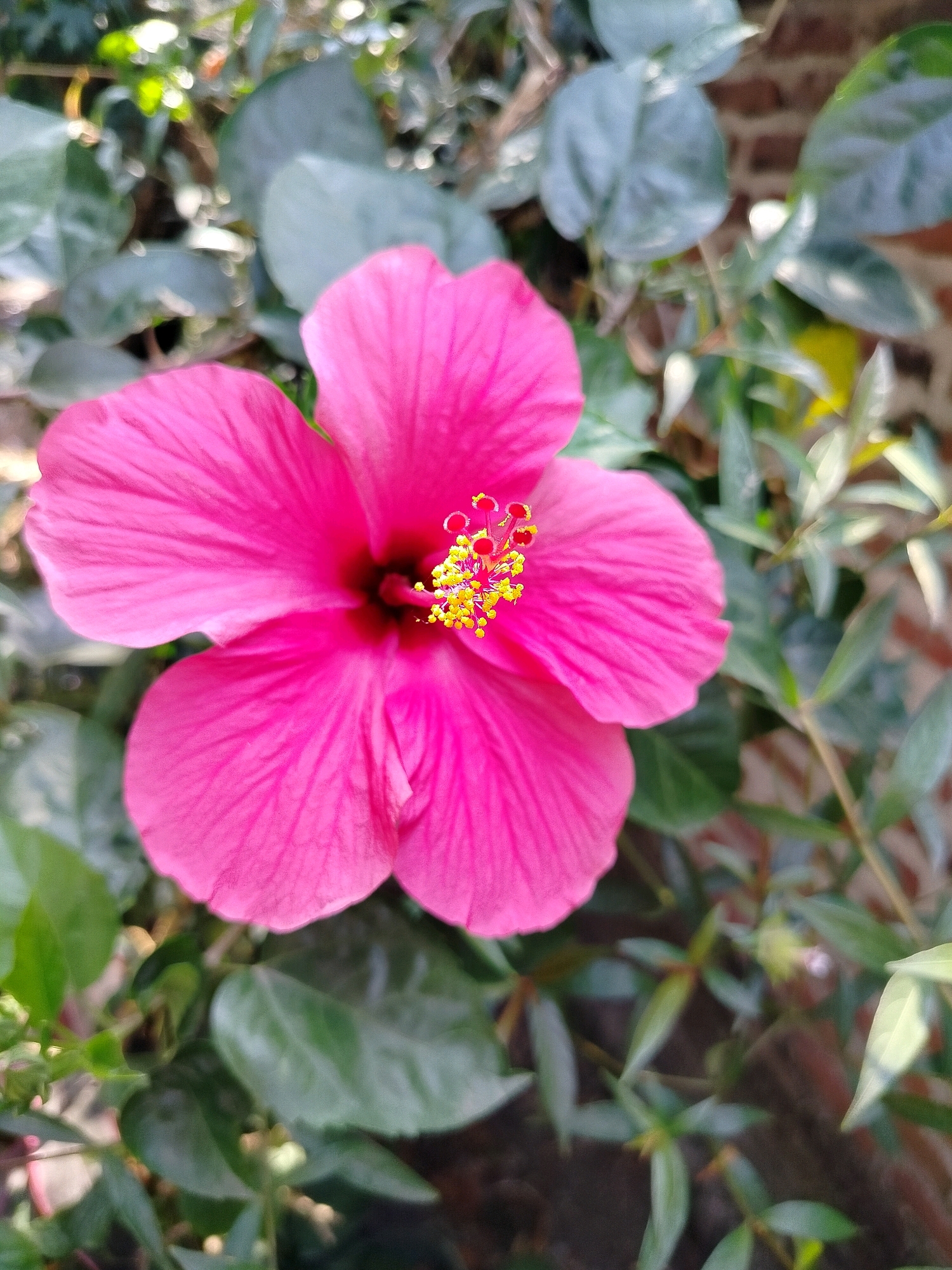 A vibrant pink hibiscus flower is in full bloom, its petals unfurling against a backdrop of lush green foliage and a brick wall. The flower's center is a burst of bright yellow stamens, tipped with red. The image appears to be taken outdoors, with soft sunlight filtering through the leaves, creating a gentle bokeh effect. The overall scene suggests a peaceful garden setting, potentially in a residential area of Beloh, Indonesia.