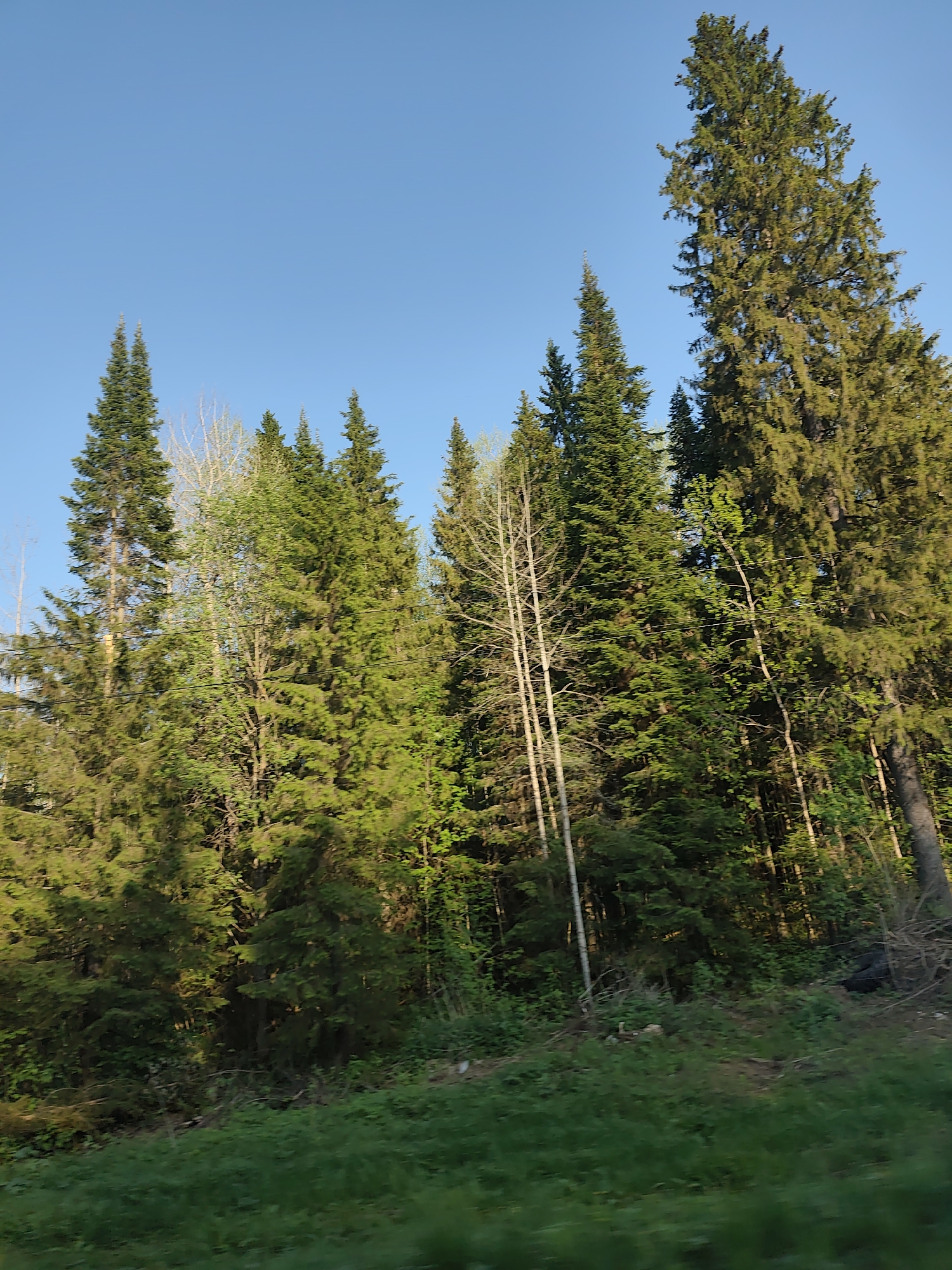 A daytime, eye-level photograph shows a dense forest under a clear blue sky. The foreground is dominated by green grass and foliage, possibly a roadside verge. The midground is filled with a variety of trees, including tall evergreens with pointed tops and some deciduous trees with thinner, bare branches. The trees vary in size and density, creating a layered effect. Sunlight filters through the trees, creating patches of light and shadow on the leaves and trunks. The background is a clear, bright blue sky with no visible clouds. The location is consistent with a forested area in or near the city of Нижний Пальник, Russia. There are no visible people, animals, or structures in the image. The primary subjects are the trees and the natural environment.