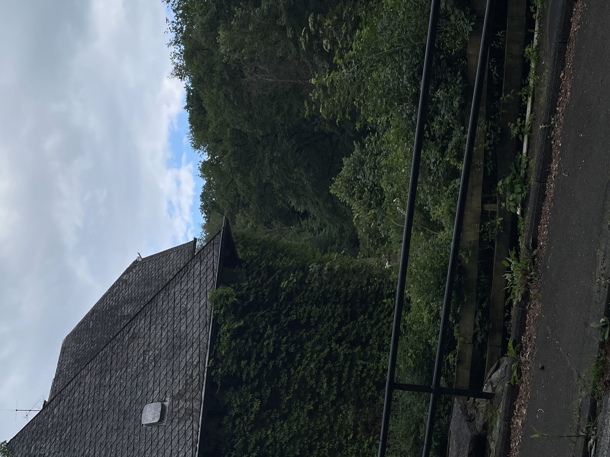 A dark, slate-tiled roof of a building extends from the upper left corner of the frame, angled towards the right. The wall of the building is covered in dense, dark green ivy. A small, square skylight is visible on the roof. Beyond the building, a dense forest of green trees fills the background, with a sliver of blue sky visible through the canopy, interspersed with white clouds. In the foreground, a black metal railing runs horizontally across the image, supported by wooden posts and a stone wall. The railing separates a paved pathway or road from a vegetated area. The pathway is dark asphalt, with some scattered leaves and small plants growing along its edge. The overall scene suggests a slightly overcast day in a natural, somewhat overgrown setting.