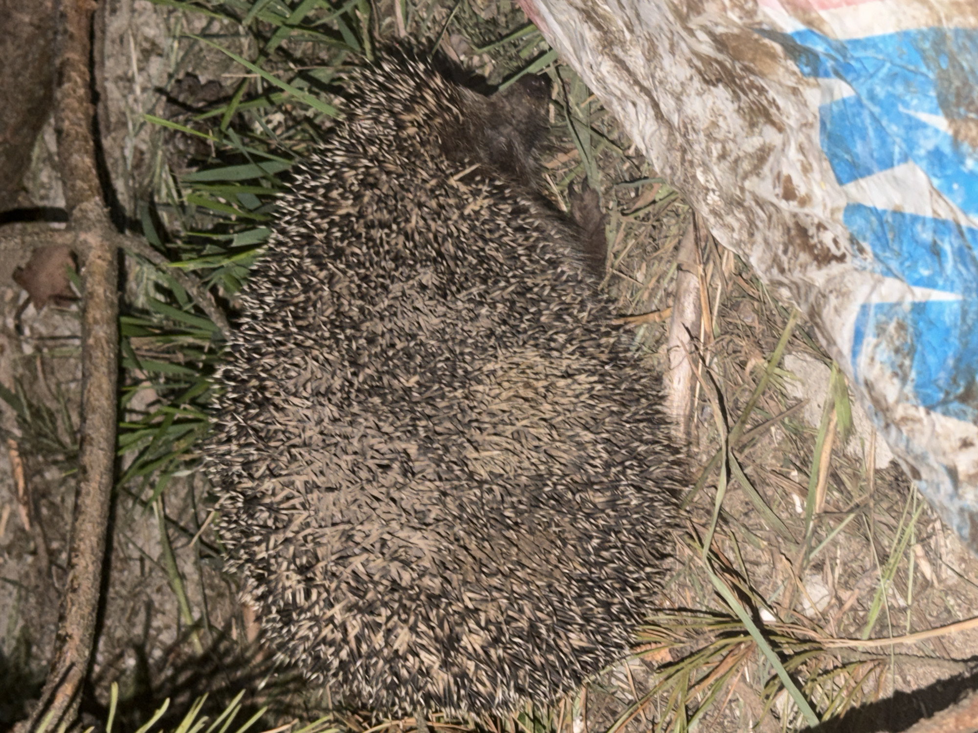 A hedgehog is seen in a naturalistic outdoor setting, partially obscured by a crumpled piece of plastic sheeting with blue and white markings. The hedgehog is curled into a ball, its spines clearly visible, and appears to be on the ground amidst dry leaves, grass, and a fallen branch. The environment suggests an area with vegetation, possibly a park or backyard in the city of Chaikovsky, Russia. The lighting indicates it might be dusk or nighttime, as the scene is somewhat dimly lit. No people are present in the image.