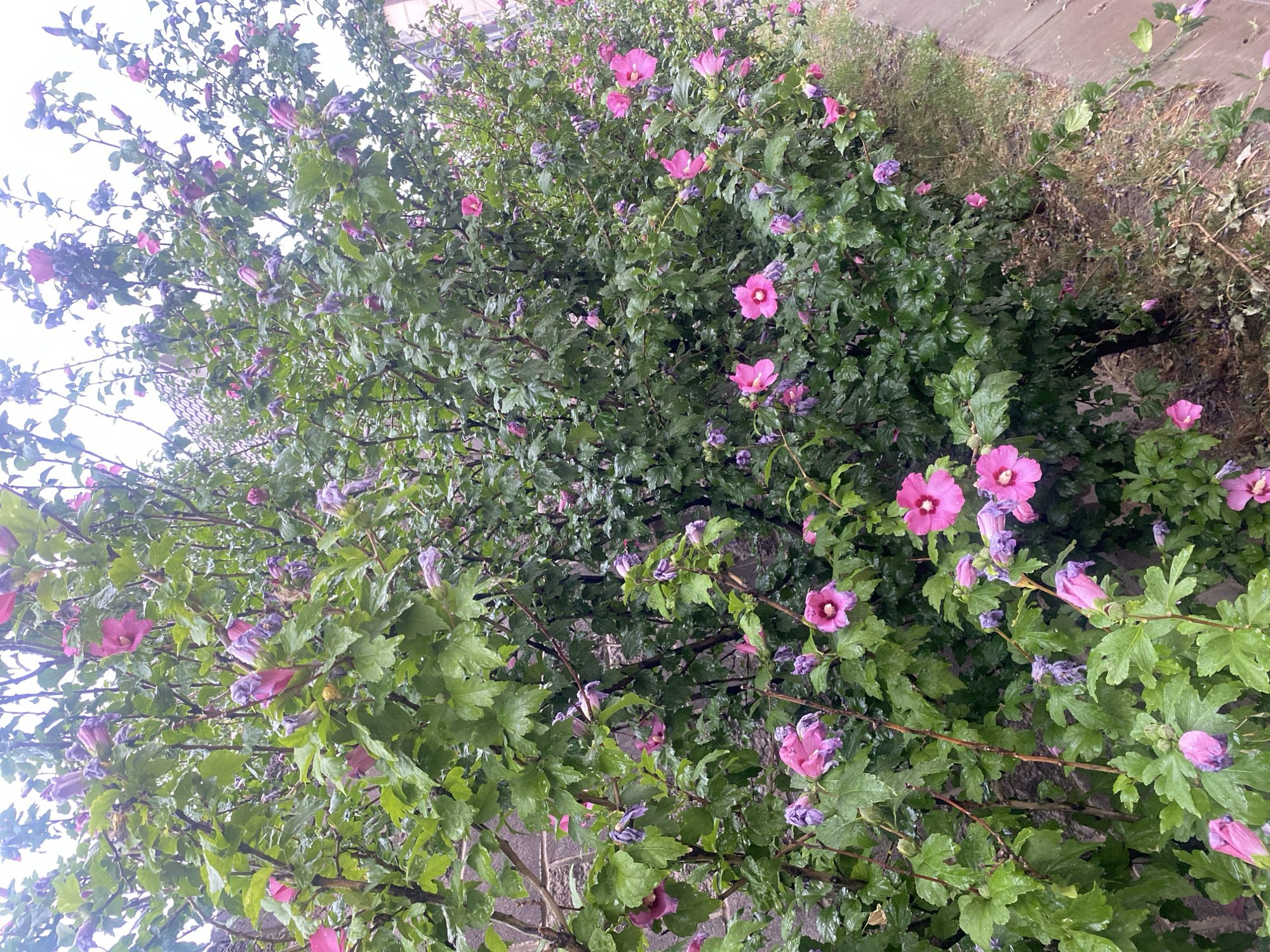 This is a vertical, full-shot photograph of a dense hibiscus bush in bloom, bordering a brick wall and a concrete pathway in Bishkek, Kyrgyzstan. The bush is heavy with dark green, lobed leaves, many of which are wet, suggesting recent rain. Numerous hibiscus flowers are visible, primarily in shades of vibrant pink and some in lighter pink or purple hues. Many flowers are fully open, displaying their characteristic trumpet shape with prominent stamen. Numerous buds are also present, some appearing closed and deep purple, while others are partially opened and tinged with pink. Several wilted and dried flowers and buds, with faded purple and brown coloration, are also scattered throughout the foliage, particularly towards the bottom of the bush. The brick wall on the left appears weathered, and the concrete pathway to the right is wet and lined with sparse, dry grass and scattered fallen leaves and petals. The sky is overcast, contributing to a diffused and soft lighting condition. No people or animals are present in the frame. The overall scene depicts a lush, natural element within an urban setting.