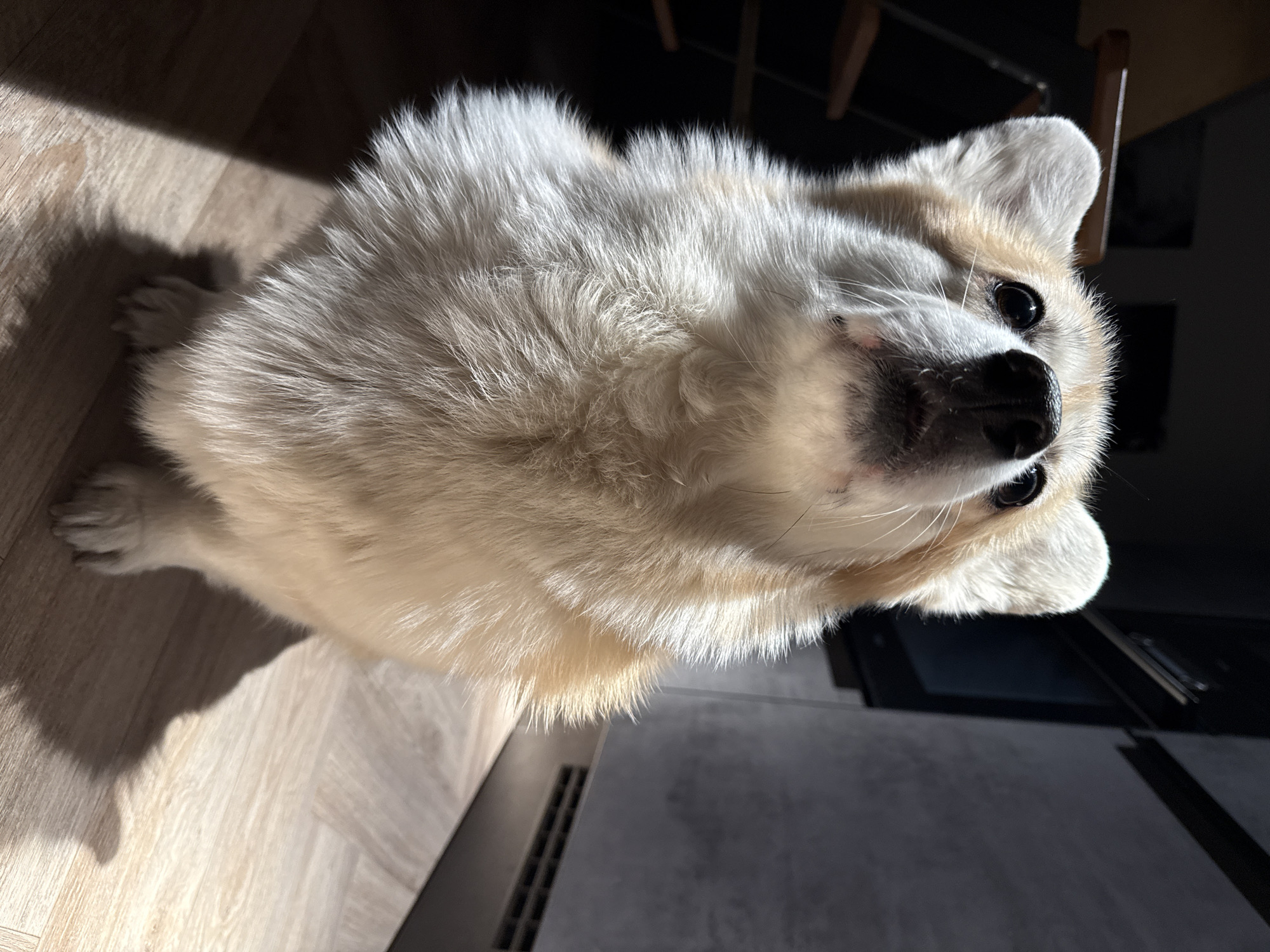 A medium-sized dog with white and tan fur is shown from a low-angle perspective indoors. The dog is looking directly into the camera. The dog is standing on a light-colored wood floor in an area lit by sunlight. There is an area of dark shadow behind the dog, with a dark gray surface and part of a ladder visible. The location is not identifiable as Krasnoyarsk, Russia.