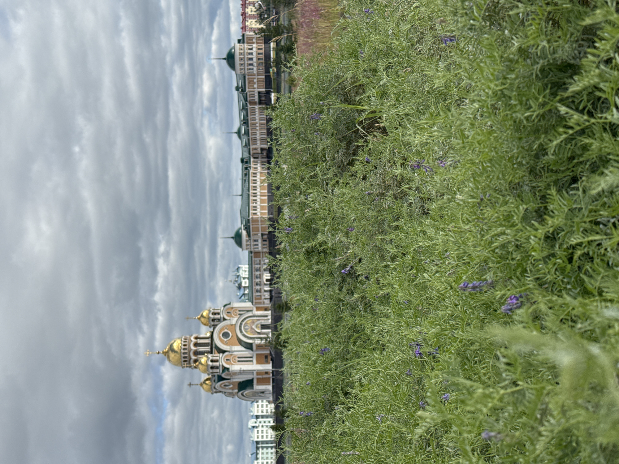 The image captures a view of the Holy Assumption Cathedral in Salekhard, Russia, from across a field of lush green vegetation dotted with small purple flowers. The cathedral, with its prominent golden domes and white and orange facade, is the central focus in the background. Adjacent to the cathedral is a long, light-colored building with green domed roofs and a colonnade. Beyond these structures, other city buildings are visible, including residential buildings with white facades. The sky above is overcast with heavy, grey clouds. The foreground is dominated by the densely packed green plants, creating a natural frame for the architectural elements in the distance.