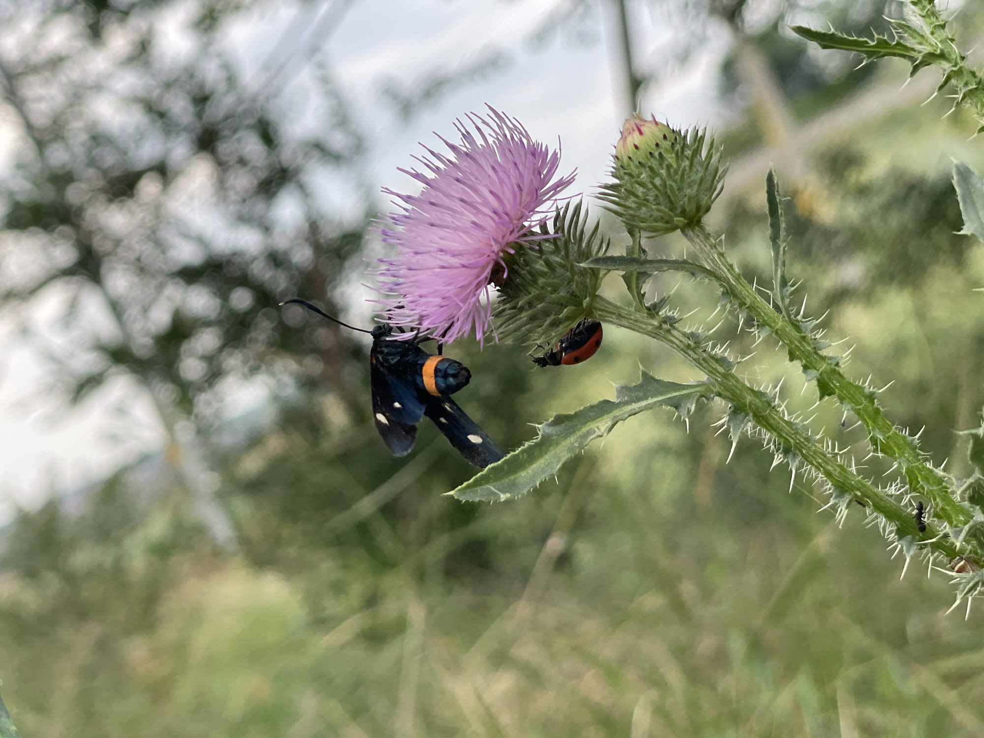 This media file shows a close-up of a thistle plant in Cahul, Moldova. The thistle has a blooming pink flower and a green bud, both covered in sharp spines. On the flower, a black moth with orange and white markings is feeding. Nearby, on the same flower, a small, bright red ladybug is also present. The background is blurred, showing green foliage and a cloudy sky. The focus is on the thistle and its inhabitants, creating a naturalistic and detailed portrait of the plant and insects. There is no visible text in the media file.