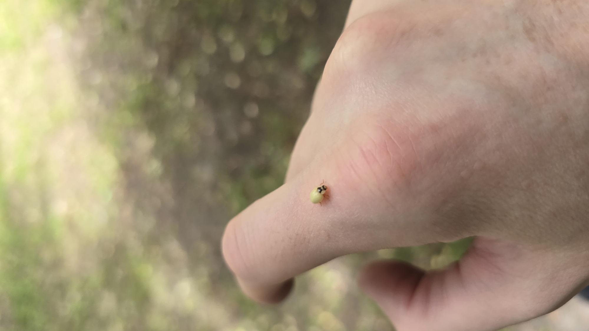 A close-up, shallow depth-of-field shot captures a small, pale yellow or light green ladybug (coccinellid) resting on the back of a person's hand. The ladybug is prominent in the foreground, positioned on the knuckles of the hand, and features distinct black eyes. The skin of the hand shows some natural texture and subtle pinkish tones.
The background is heavily blurred, creating a bokeh effect with soft circles of light and shadow, indicating an outdoor setting. The colors in the background are primarily shades of green and brown, suggesting foliage, grass, or trees, likely illuminated by daylight. The lighting is bright, indicating it is daytime. The overall impression is one of a gentle encounter with nature. There is no visible text in the image.