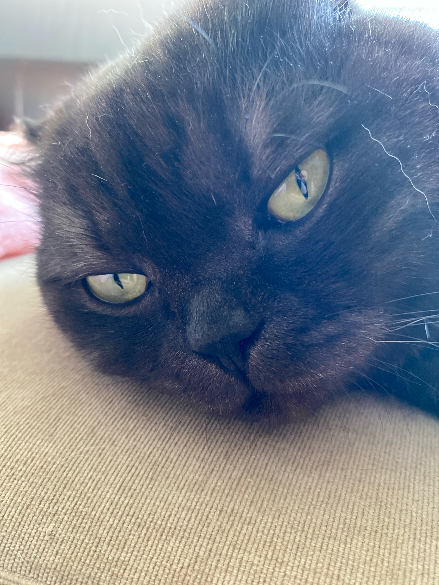 The image is a close-up, eye-level shot of a black cat's face as it lies on a beige, corduroy-textured surface. The cat's fur is dark and appears somewhat fluffy, with some stray white hairs visible. The cat's eyes are open, with the left eye appearing to be slightly more visible than the right. The cat's left eye is a pale green with a dark pupil. The right eye is also green, but its pupil is less distinct. The cat's nose and mouth are visible, with its whiskers extending outwards. The lighting in the image is bright, casting a soft glow on the cat's fur and eyes. The background is out of focus, but appears to be a light-colored surface, possibly a wall or window. The image does not contain any information that would indicate its location in Zhlobin, Belarus.