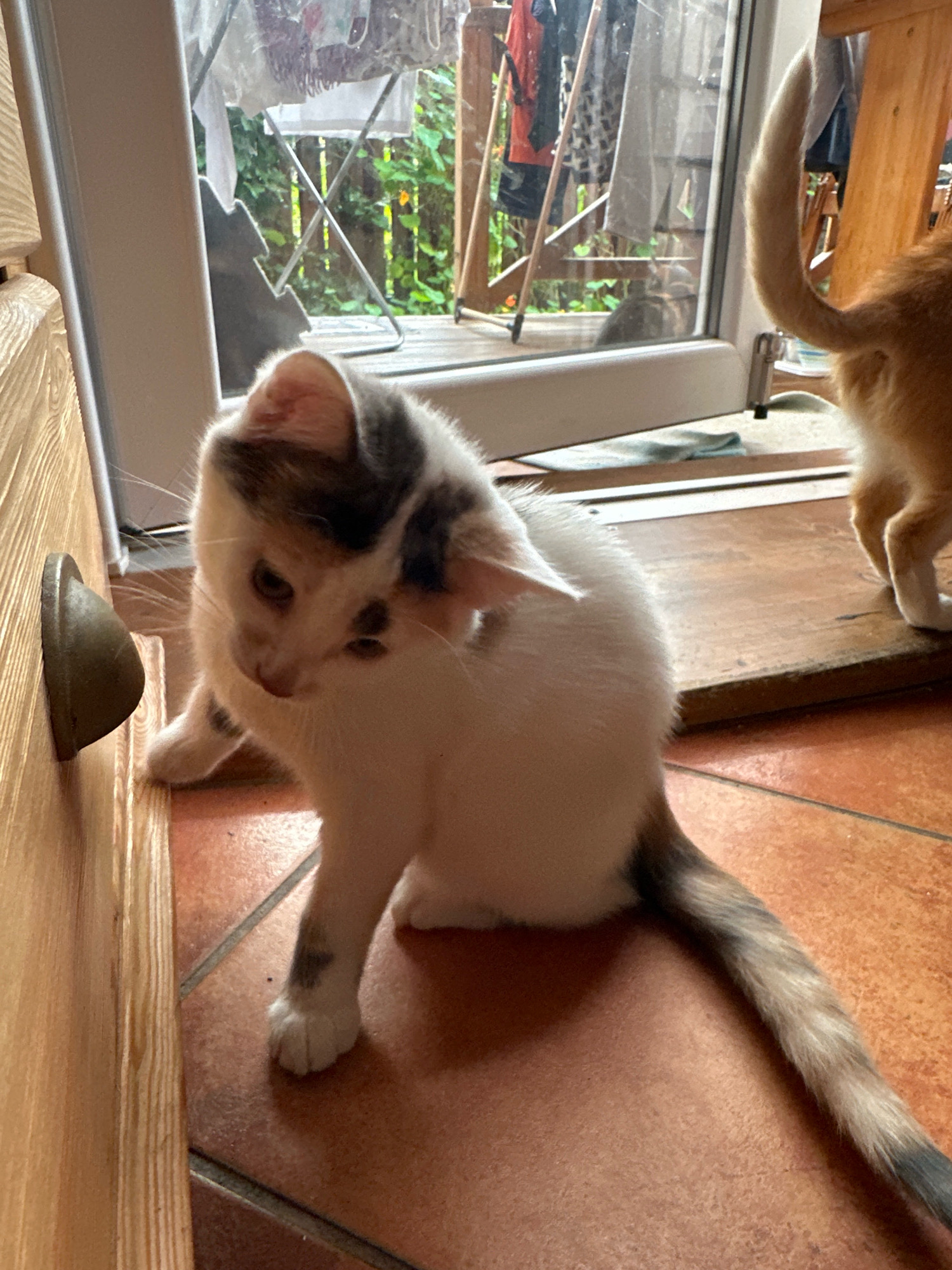 A domestic short-haired kitten with white and grey markings is sitting on a reddish-brown tiled floor next to a wooden cabinet. The kitten is looking down and to its left. Behind the kitten, a glass door or window reveals an outdoor scene with greenery and a clothes drying rack. A second cat, primarily ginger, is visible from the rear, with its tail curved upwards, in the background. The lighting suggests it is daytime. The scene is an indoor residential setting, potentially in a city like Vilnius, Lithuania, given the context.