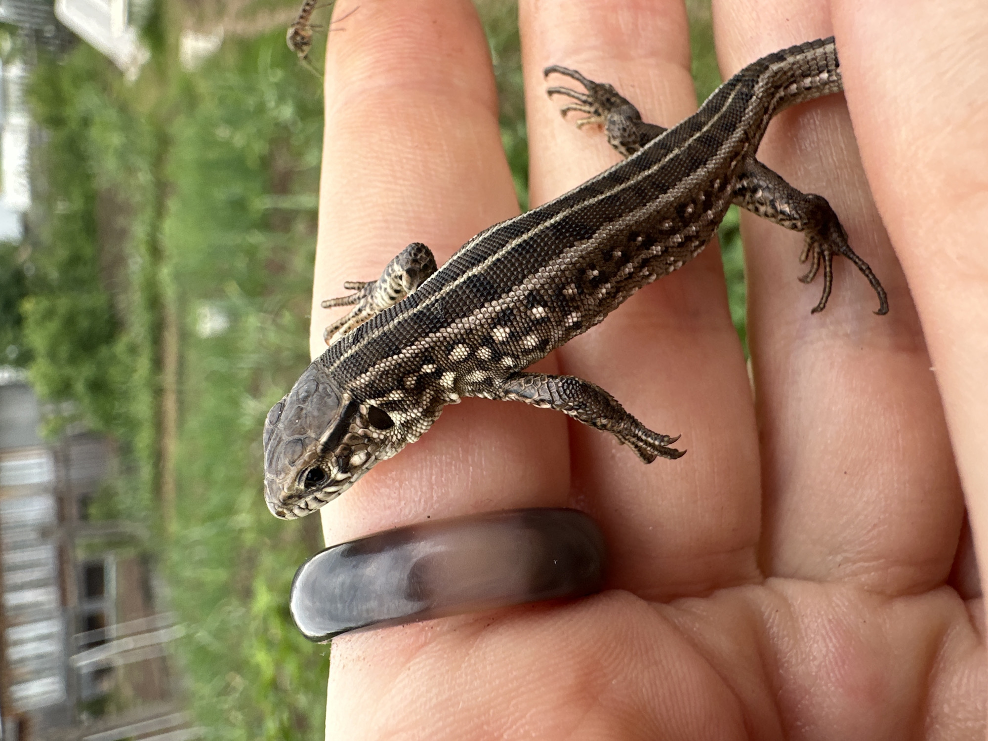 A close-up, top-down shot captures a lizard being held in a person's palm. The lizard, primarily brown with intricate black and white markings, is positioned diagonally across the hand, with its head facing upwards and to the left. Its delicate legs are splayed outwards, gripping the skin. A dark, glossy ring is visible on the person's finger, positioned to the left of the lizard. The background is blurred, showing a green, grassy area with hints of buildings and structures, suggesting an outdoor, possibly rural or suburban, environment. The lighting is natural, indicating an overcast or daytime setting.