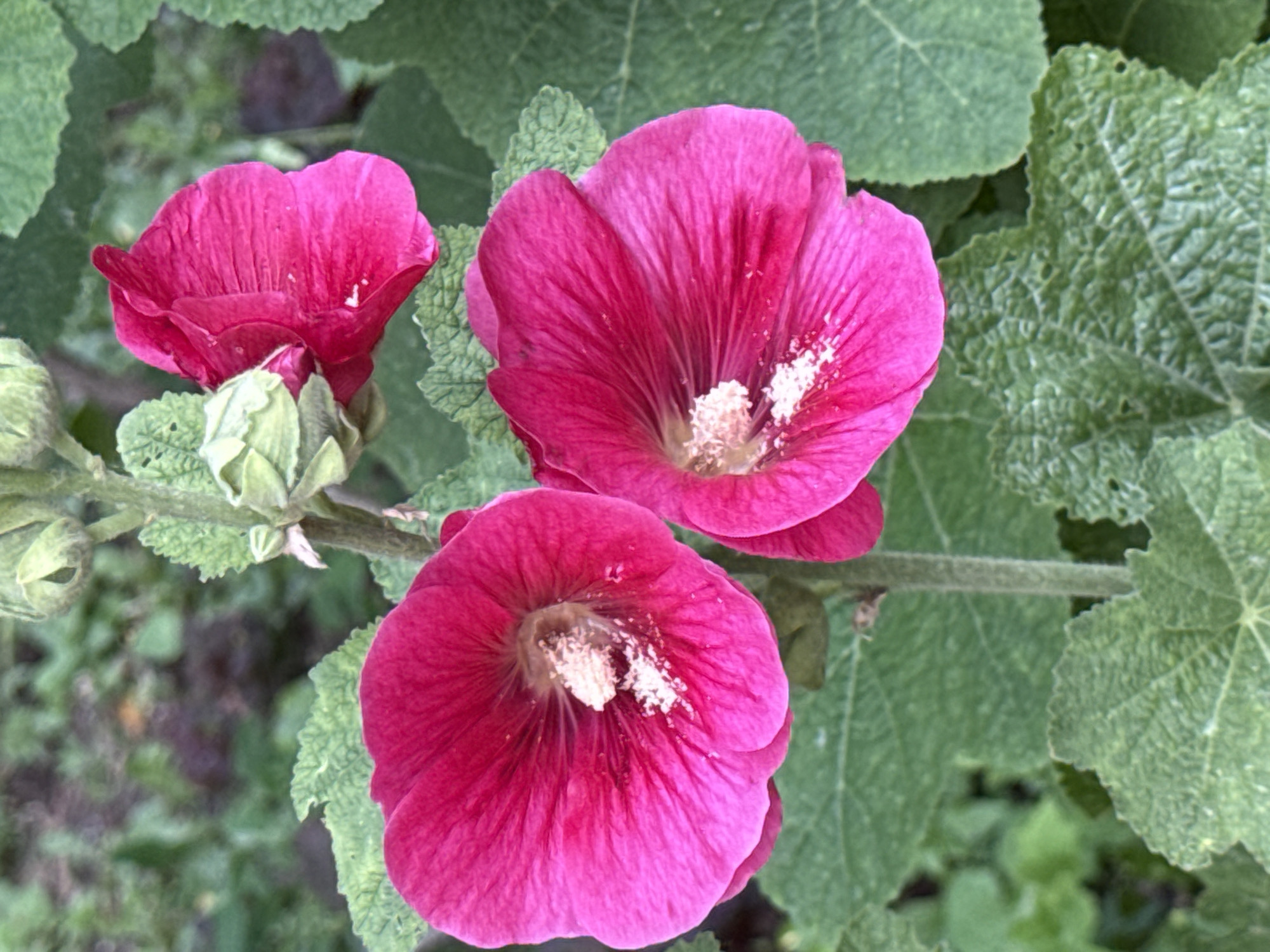 In Moscow, Russia, a close-up shot captures the vibrant beauty of three pink hollyhock flowers in bloom. The flowers, with their ruffled petals and light-colored stamens, are the central focus. Two of the flowers are fully open, revealing their delicate interiors, while a third flower, partially bloomed, is positioned above them. The stems are thick and green, supporting the weight of the blossoms. Lush, green leaves with textured surfaces surround the flowers, providing a natural backdrop. The background is softly blurred, suggesting a garden setting with hints of darker foliage and earth tones.