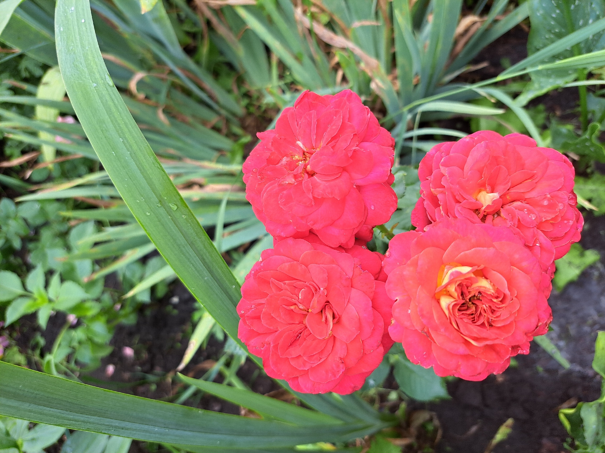 This is a close-up, eye-level photograph of several vibrant red roses in bloom. The roses are the primary focus, with their intricate petal formations and a hint of yellow at the center of the lower rose. The blossoms appear slightly wet, suggesting recent rain or dew. Behind the roses, the background is composed of lush green foliage and the dark soil of a garden bed. Long, slender green leaves, possibly from irises or a similar plant, frame the upper portion of the image. The lighting suggests an overcast day. The scene is outdoors, in a garden environment, and could be located in the city of Chernihiv, Russia, though its specific urban context is not discernible from the image itself. There are no people or animals present.