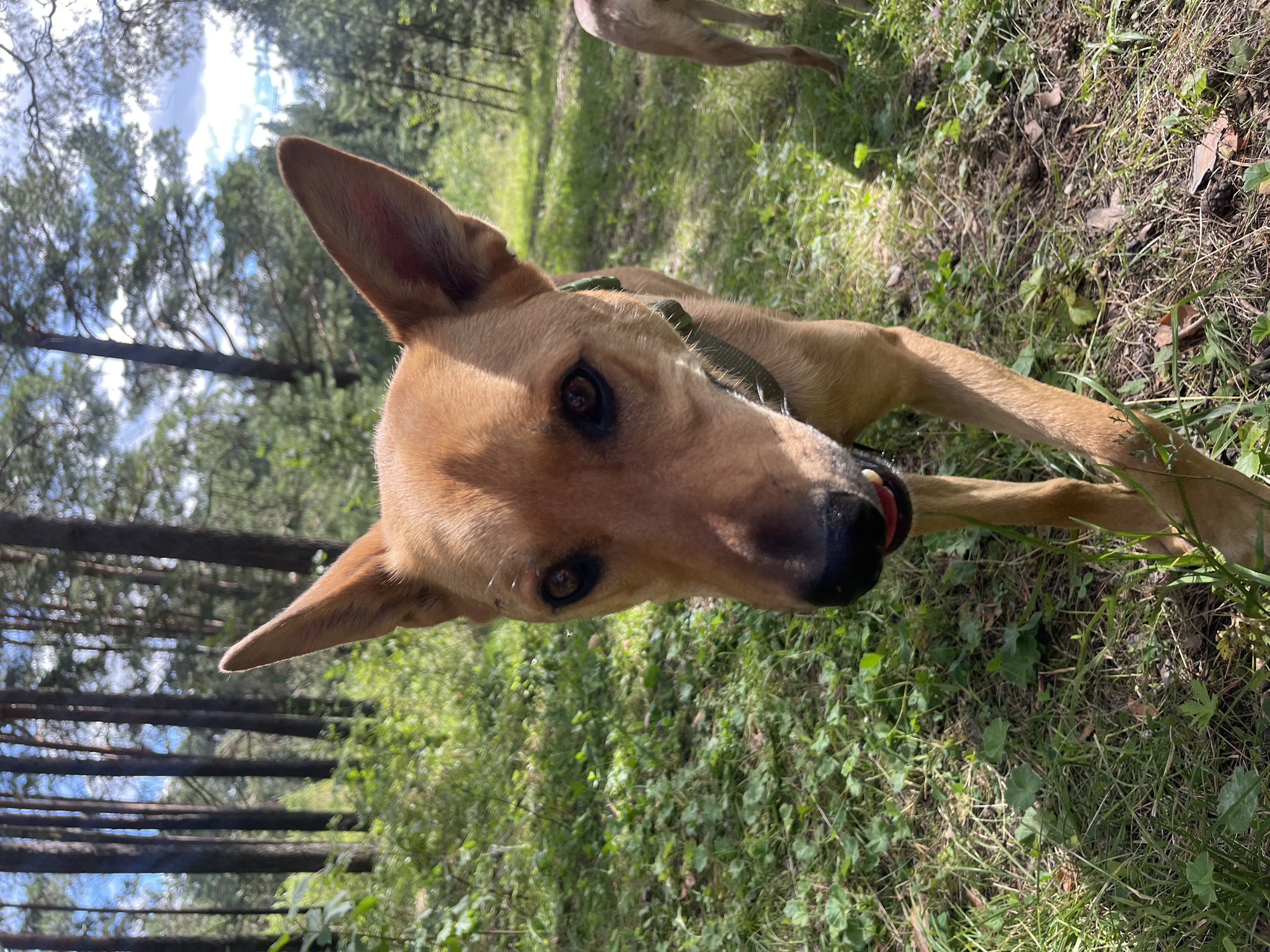 A medium shot captures a close-up of a light brown dog with large, erect ears as it walks towards the camera in a wooded area. The dog wears a green collar and its mouth is slightly open, revealing a pink tongue. In the background, out of focus, another light brown dog is partially visible on the right, facing away from the camera. The environment is characterized by tall trees with dark trunks and green foliage, with patches of sunlight filtering through the canopy and illuminating the grassy ground. The scene suggests an outdoor setting in a natural environment, possibly a park or forest. The location in Nizhny Tagil, Russia is not discernible from the image itself.