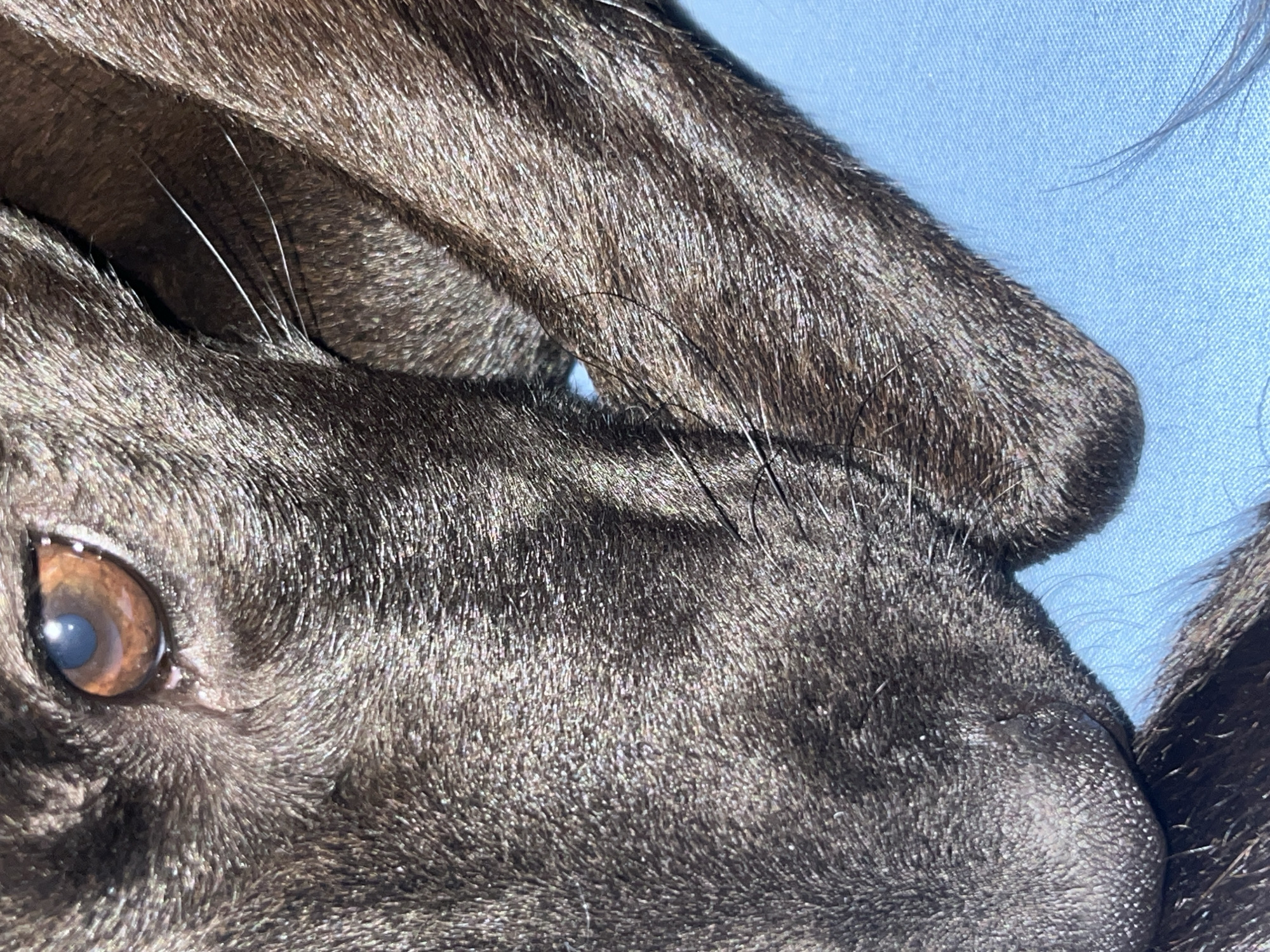 The image shows a close-up of a dark-furred animal, possibly a cat, lying on a light blue surface. The animal's eye, with a blue pupil and brown iris, is visible in the lower left corner. The animal's nose is partially visible on the right side of the image. A paw or leg rests above the animal's head, creating a small gap where the blue surface is visible. The image is tightly cropped. There is no information to determine the location in Zvezdara Urban Municipality, Serbia.