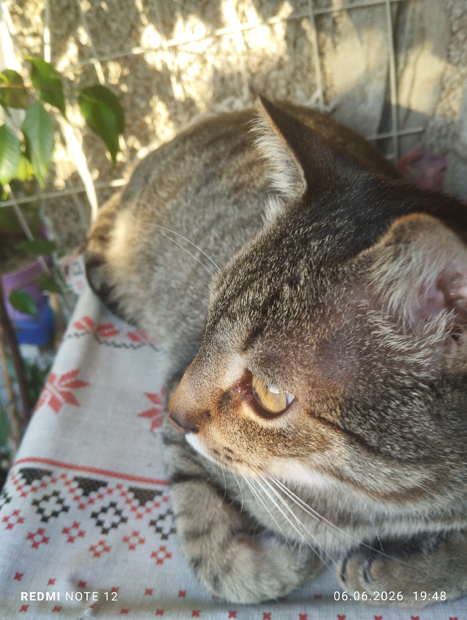 A photographic image captured in the city of Burgas, Bulgaria, depicts a domestic short-haired tabby cat in a resting state. The feline's right profile is presented, featuring variegated grey, brown, and black striped fur. Its right eye, prominent in the foreground, exhibits a luminous yellow-amber iris and a dark, vertically oriented pupil. White vibrissae extend horizontally from its muzzle. The cat is positioned on a white textile patterned with repeating red and dark-colored geometric designs, including stylized cross shapes and zigzag lines. The scene is illuminated by strong, directional warm light, suggesting a late afternoon or early evening setting, as indicated by the timestamp 19:48. The background is out of focus, revealing green foliage to the upper left and a light-colored, textured surface, possibly concrete or masonry, to the upper right. Distinct shadows consistent with a metal grid or fence are cast across this background surface. A blurred, indistinct purple object is visible in the far background. The image metadata includes "REDMI NOTE 12" and "06.06.2026 19:48".