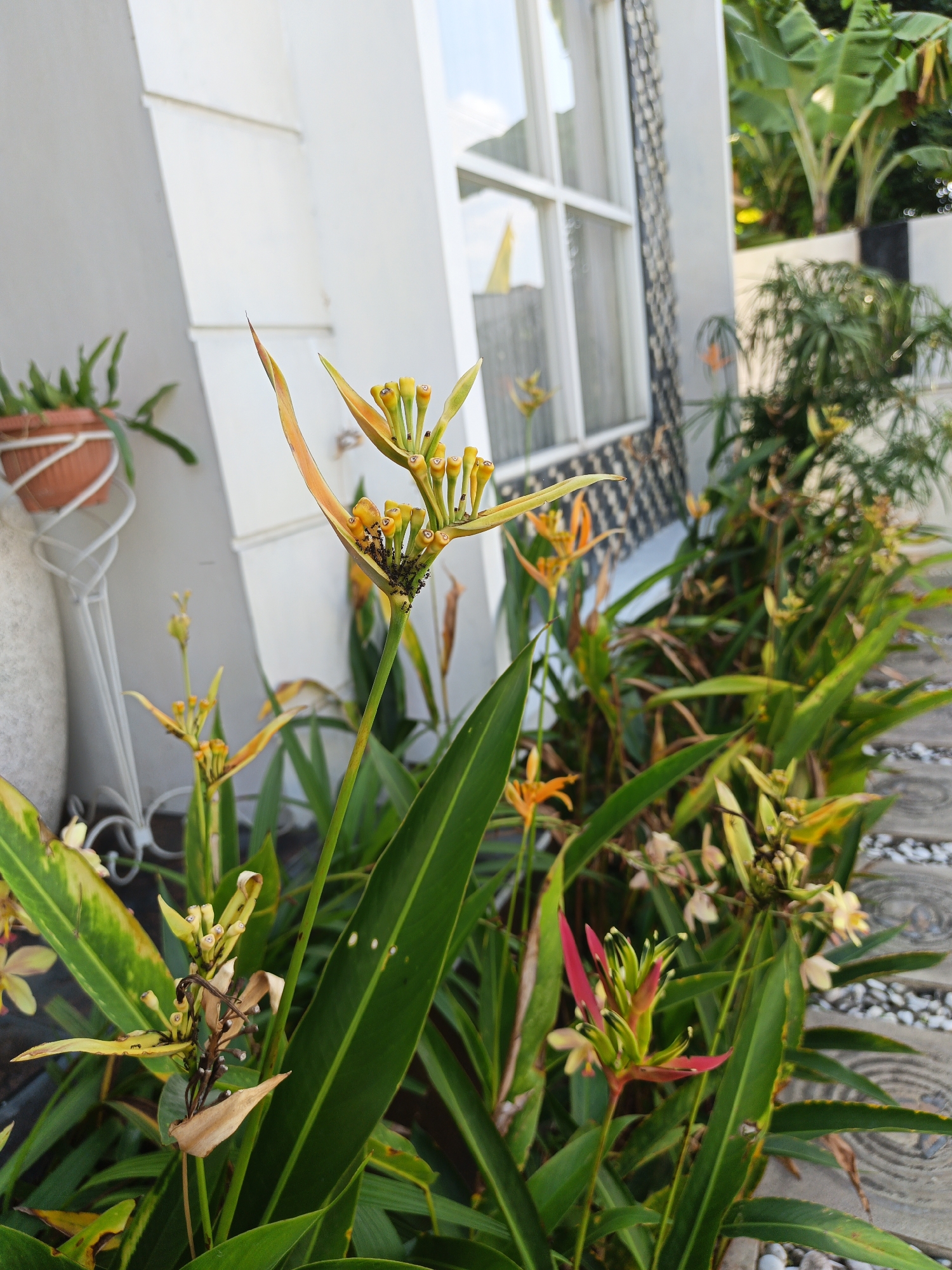 In Jatinom, Indonesia, a close-up shot captures a Heliconia flower with yellow bracts and small yellow flowers, some of which are developing. The flower is positioned in the foreground, with its green leaves fanning out. The background features a white building with a window, lush green foliage, and a walkway made of wooden planks and white pebbles. The image showcases a vibrant, tropical garden setting.