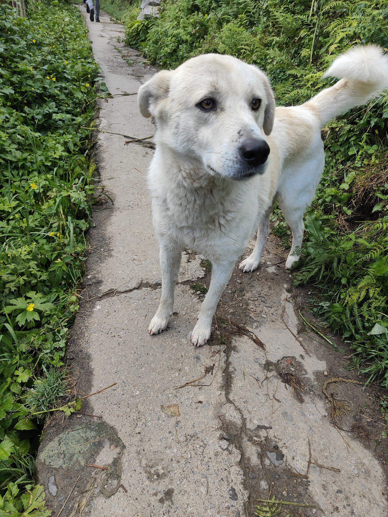 An adult, light-colored dog stands on a cracked concrete path in a rural outdoor setting. The dog is facing towards the right of the frame with its head turned to look towards the left. Its fur appears slightly matted in places, and its tail is held high and curled, with fluffy fur. The path is bordered on the left by lush green vegetation, including small yellow flowers. On the right side of the path, there is also dense green foliage, appearing to be ferns and other leafy plants. In the background, the path continues, and two figures can be seen walking away from the camera. The environment suggests a natural, possibly mountainous region, consistent with the location of Vashisht, India. The lighting indicates it is daytime, with some areas of shadow suggesting it might be overcast or late afternoon. Debris, including small sticks and dried plant matter, is scattered on the path.