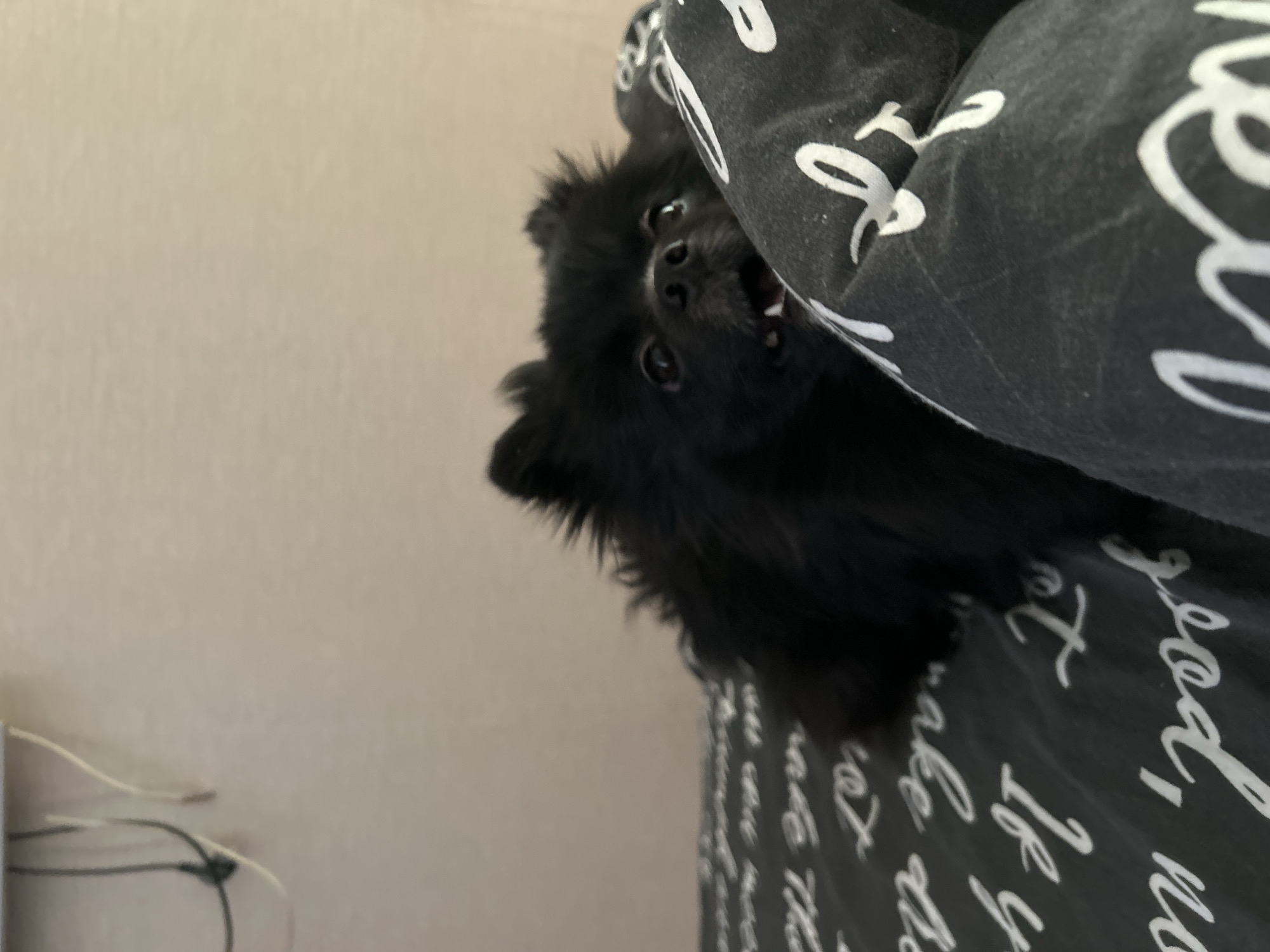 A black Pomeranian dog is looking up with its mouth open, seemingly barking, from a patterned black and white duvet cover. The background is a plain, light-colored wall. The location is unknown, but the user has suggested that it could be in the city of Chaikovsky, Russia.