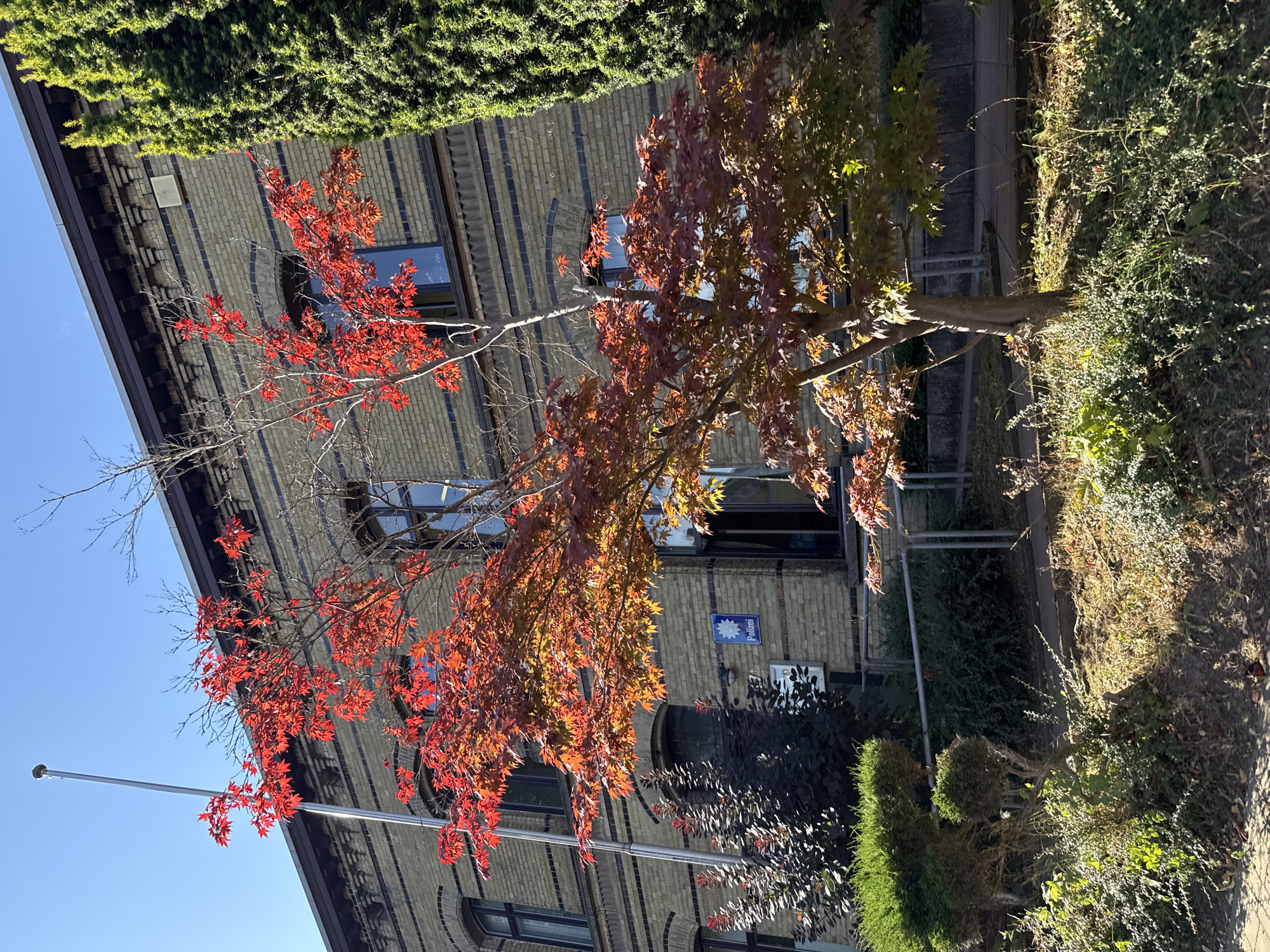The image depicts the exterior of a police station in Walkenried, Germany, on a sunny day. A brick building with dark trim and arched windows serves as the police station. A prominent feature is a Japanese maple tree in the foreground, displaying vibrant red and orange autumn foliage. To the right of the building, a tall, dark green coniferous tree is visible. The scene also includes various shrubs and vegetation surrounding the building. A blue sign with a star and the word "Polizei" (Police) is mounted on the brick wall, confirming the location's identity. A flagpole stands to the left of the building.