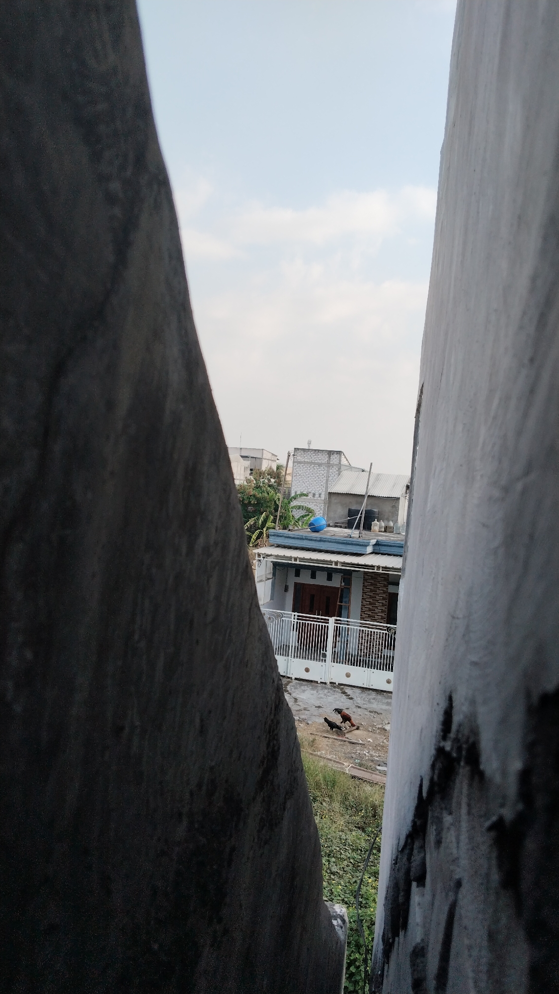 The image depicts an outdoor scene, likely in a residential area of Banjarsari, Indonesia. Two roosters are visible on the ground. In the background, there are several buildings with various roof types and architectural styles, including a white brick structure. A blue spherical object is situated on the roof of one of the buildings. The sky is overcast with clouds. The foreground is dominated by two large, textured walls or structures that frame the view of the background. The overall impression is of a somewhat cluttered urban or semi-urban environment.