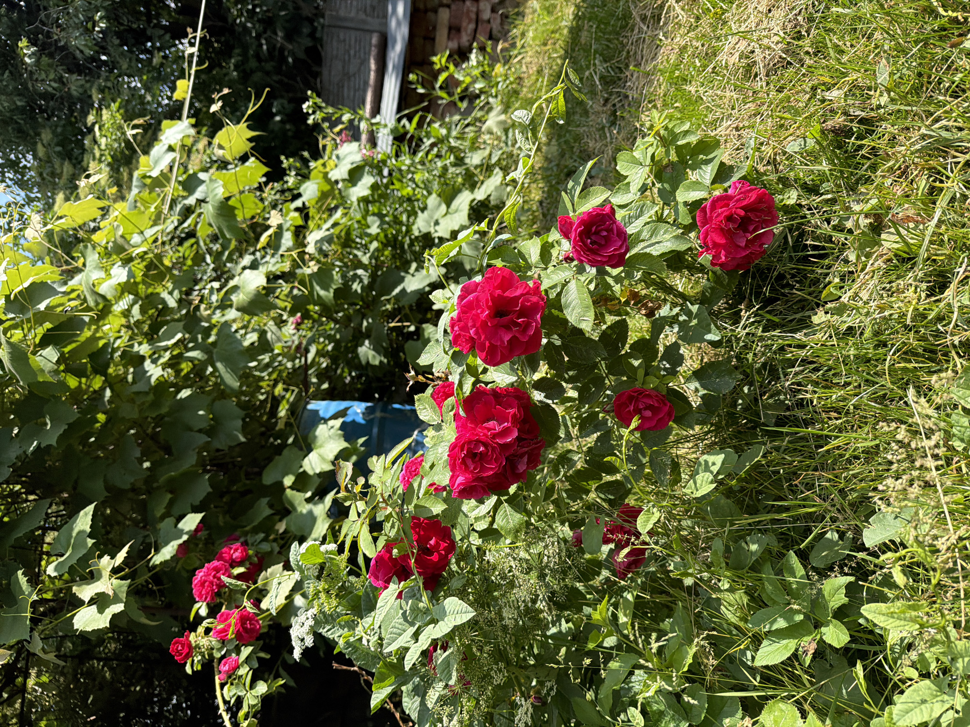 A medium shot captures a cluster of vibrant crimson roses blooming amongst lush green foliage in an outdoor setting. The roses, with their many petals, are the focal point, some fully open and others in bud. The background reveals more dense greenery, suggesting a garden or a natural landscape. To the right, a portion of a rustic structure, possibly a wooden shed with a brick base, is visible, hinting at a backyard or garden area. The scene is bathed in bright sunlight, creating highlights and shadows on the leaves and flowers. The ground is covered in green grass, with some dry patches indicating a summer day. There are no people or animals present. The location is described as Unknown, Unknown.