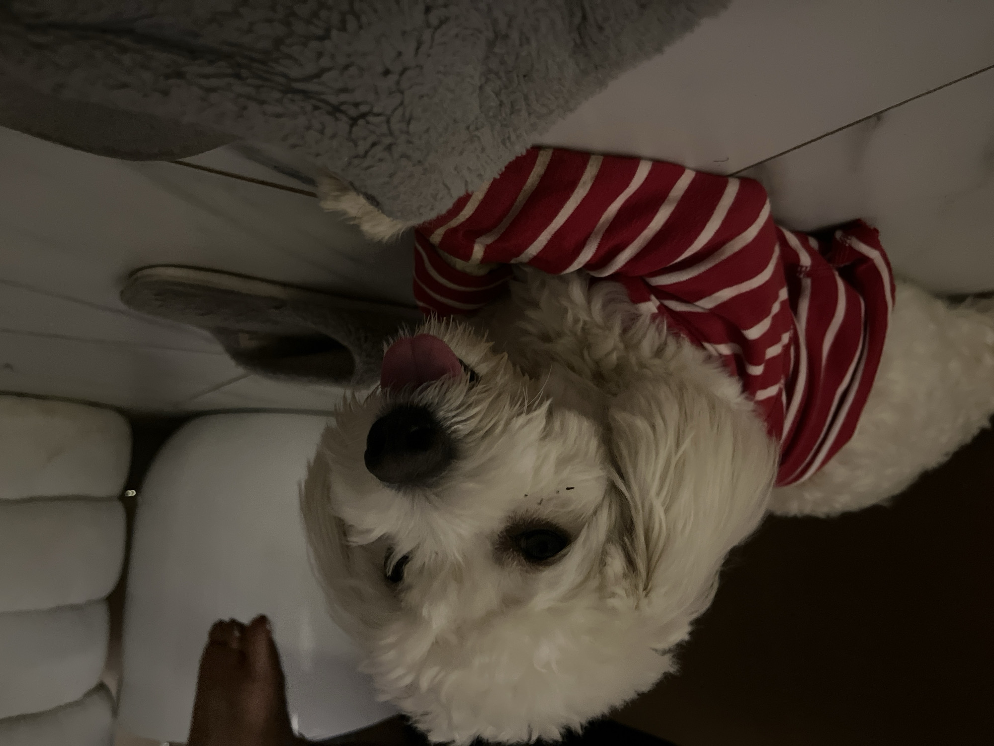 In Abuja, Nigeria, a white, fluffy dog is lying on a tiled floor. The dog is wearing a red and white striped shirt and a gray fuzzy blanket is draped over its front legs. Next to the dog are two gray slippers. The background is dimly lit, with a hint of a white bin and some soft furnishings. A person's hand, with visible fingernails, is visible reaching down from above towards the dog.
