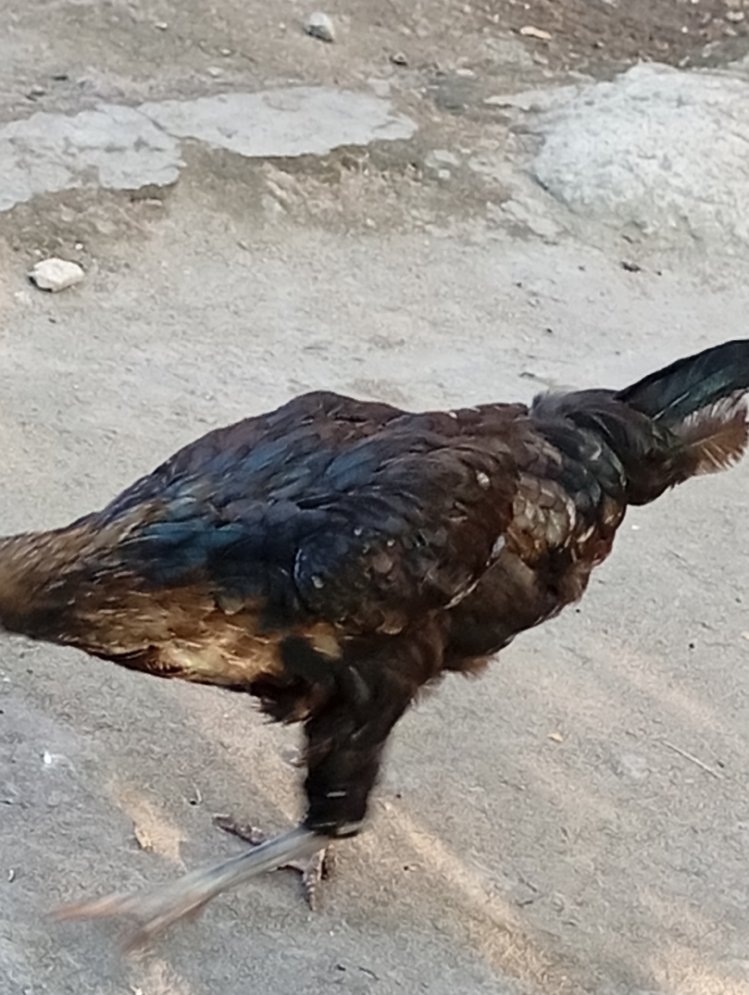 A dark-feathered chicken is standing on a concrete surface in Adankolo, Nigeria. The chicken, seen from its right side, is mostly dark brown and black with some iridescent blue and green highlights on its wings and tail feathers. Its legs are visible, and its right leg is extended forward. The ground is a rough, grey concrete surface with small pebbles and debris. In the background, the concrete appears cracked and uneven, with some lighter-colored stones scattered around. The lighting suggests it is daytime, with shadows cast on the ground.